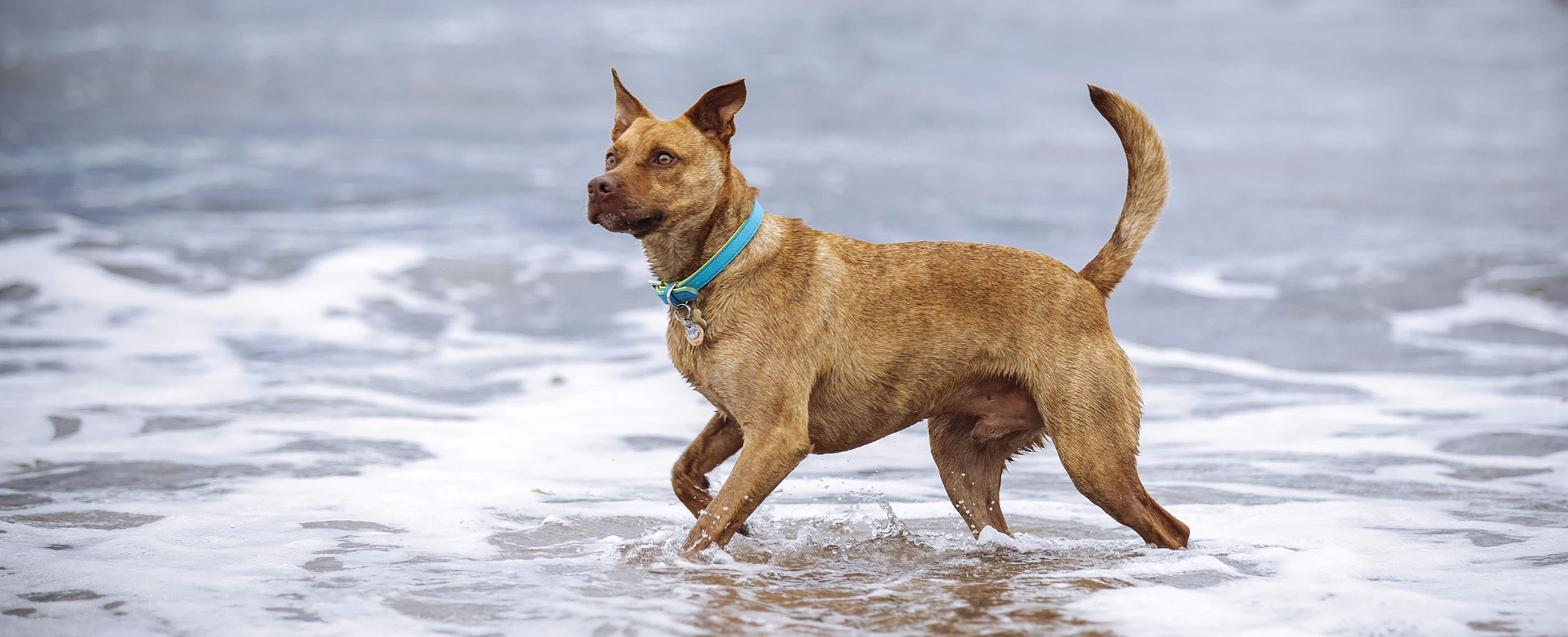 Dog Tigger paddles in the sea