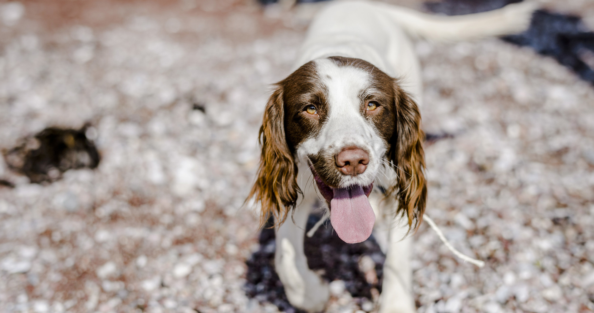 Spaniel on the beach during the summer