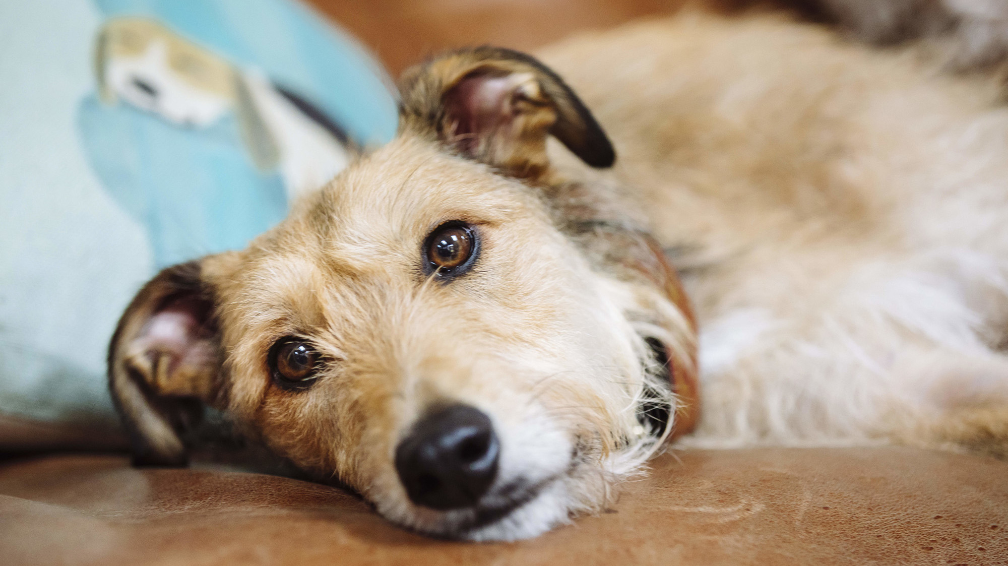 Dog lies down on a sofa