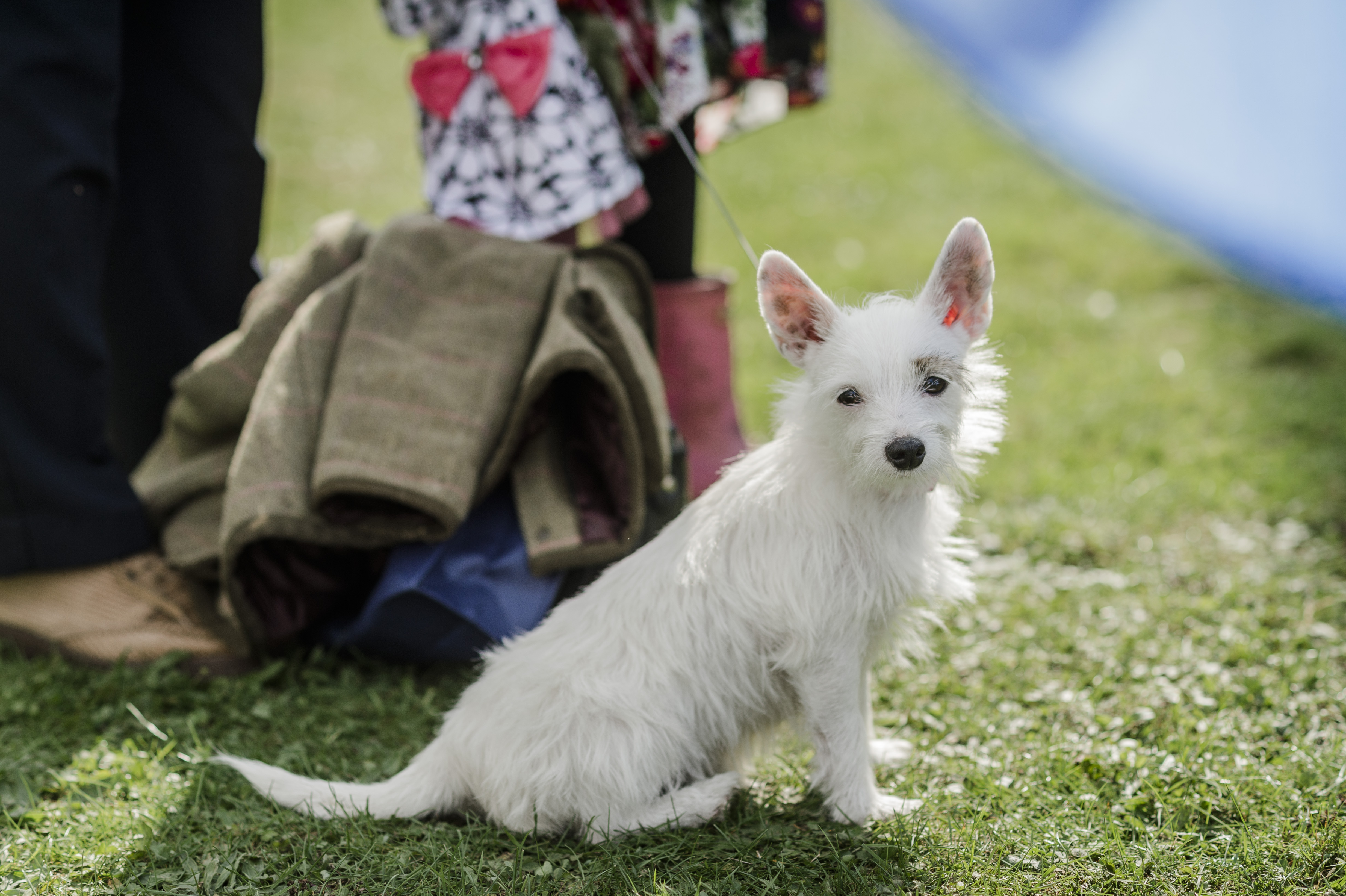 dog myths - terrier