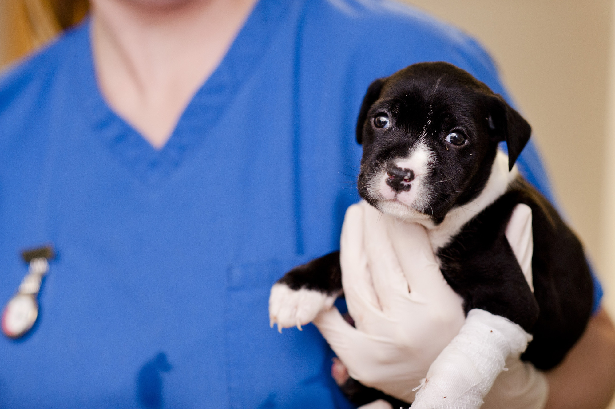 Puppy Benji from Victoria animal hospital