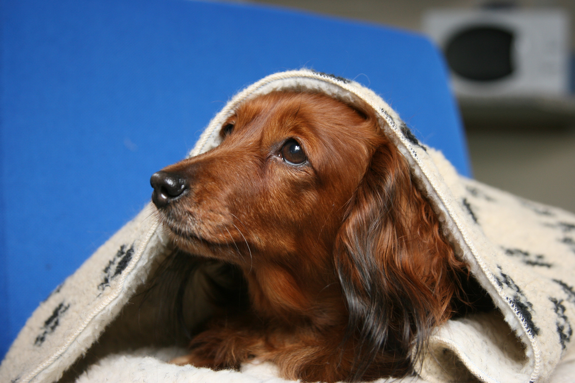 dog frightened on fireworks night