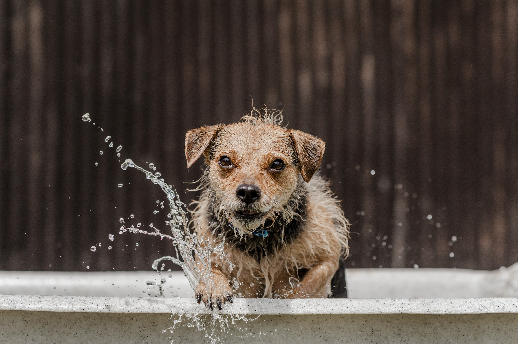 Dogs and Floods