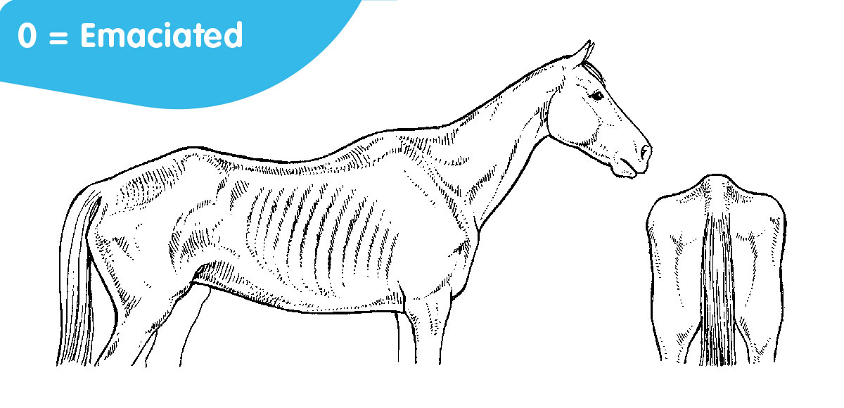 Horse body score: 0 = emaciated