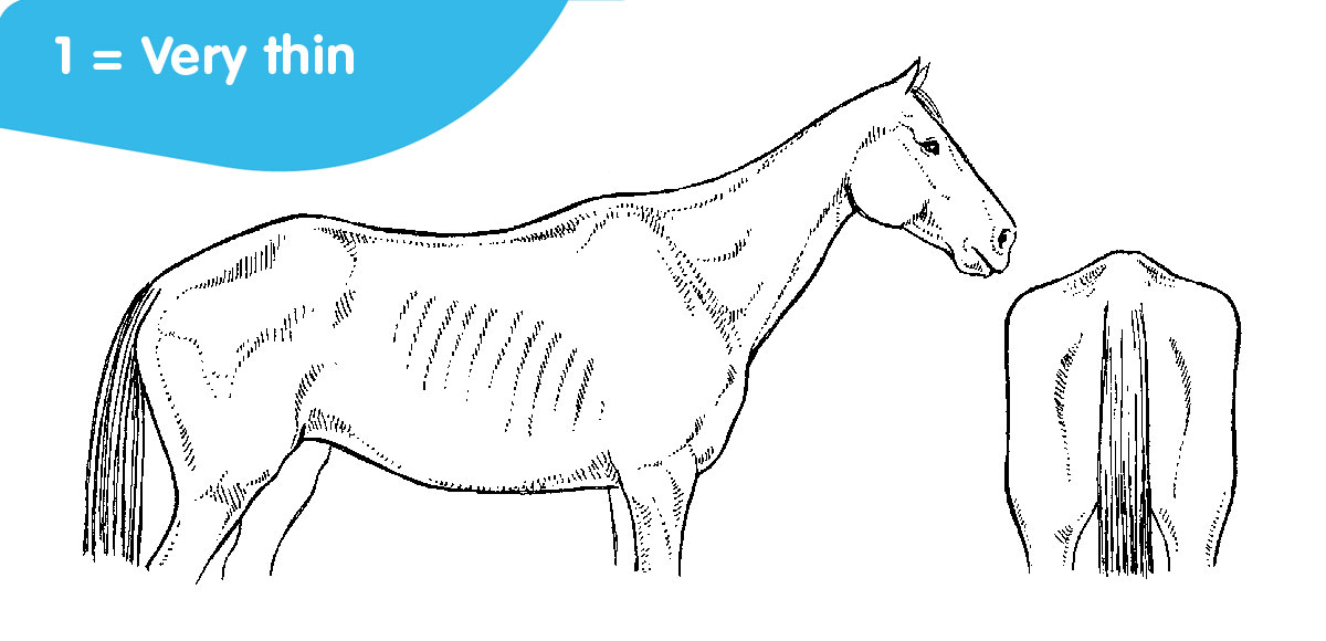horse body score:  1 = very thin