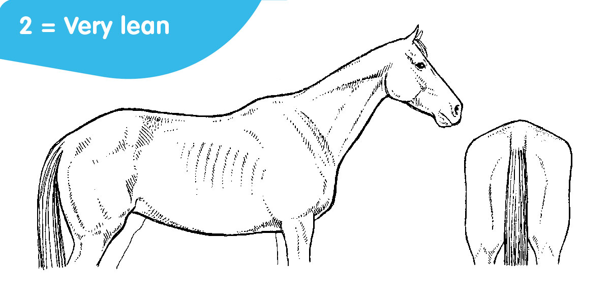 horse body score: 2 = very lean