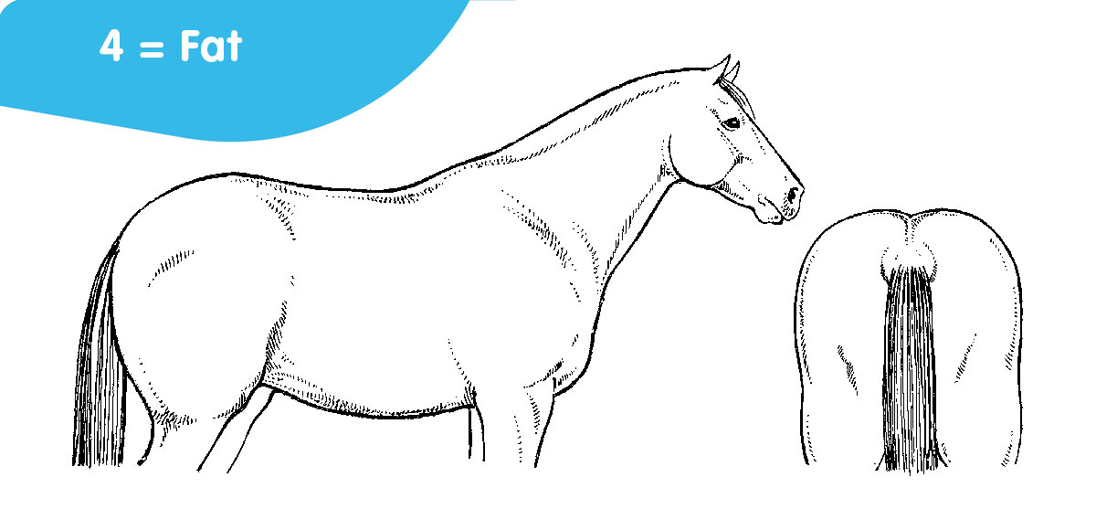 horse body score: 4 = fat