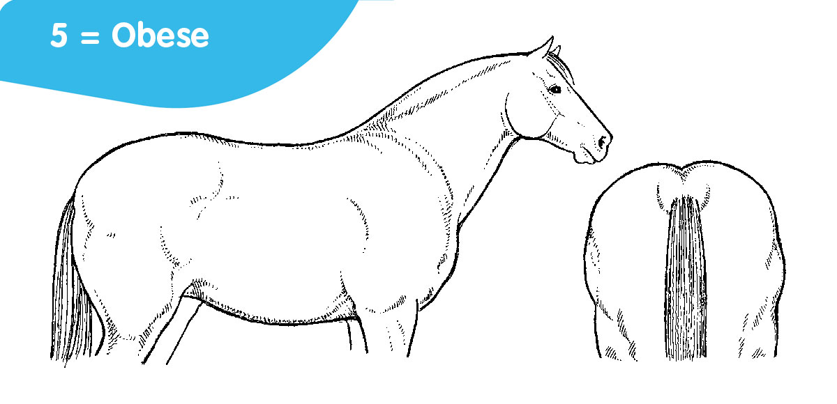 horse body score: 5 = Obese