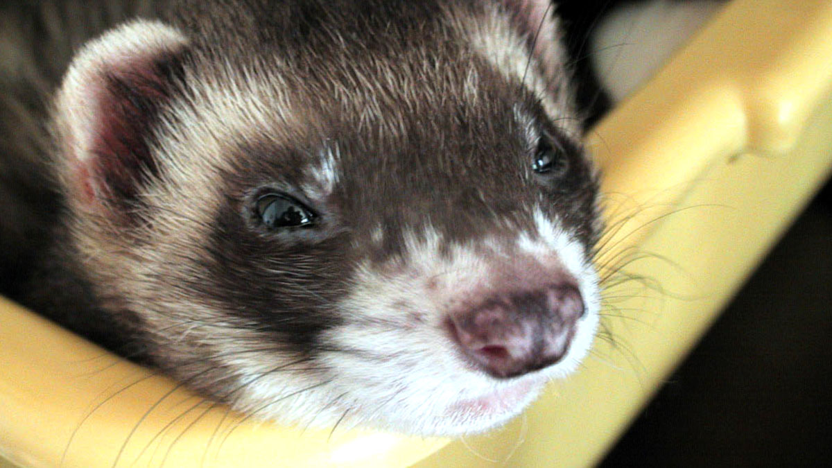 ferret pets at home