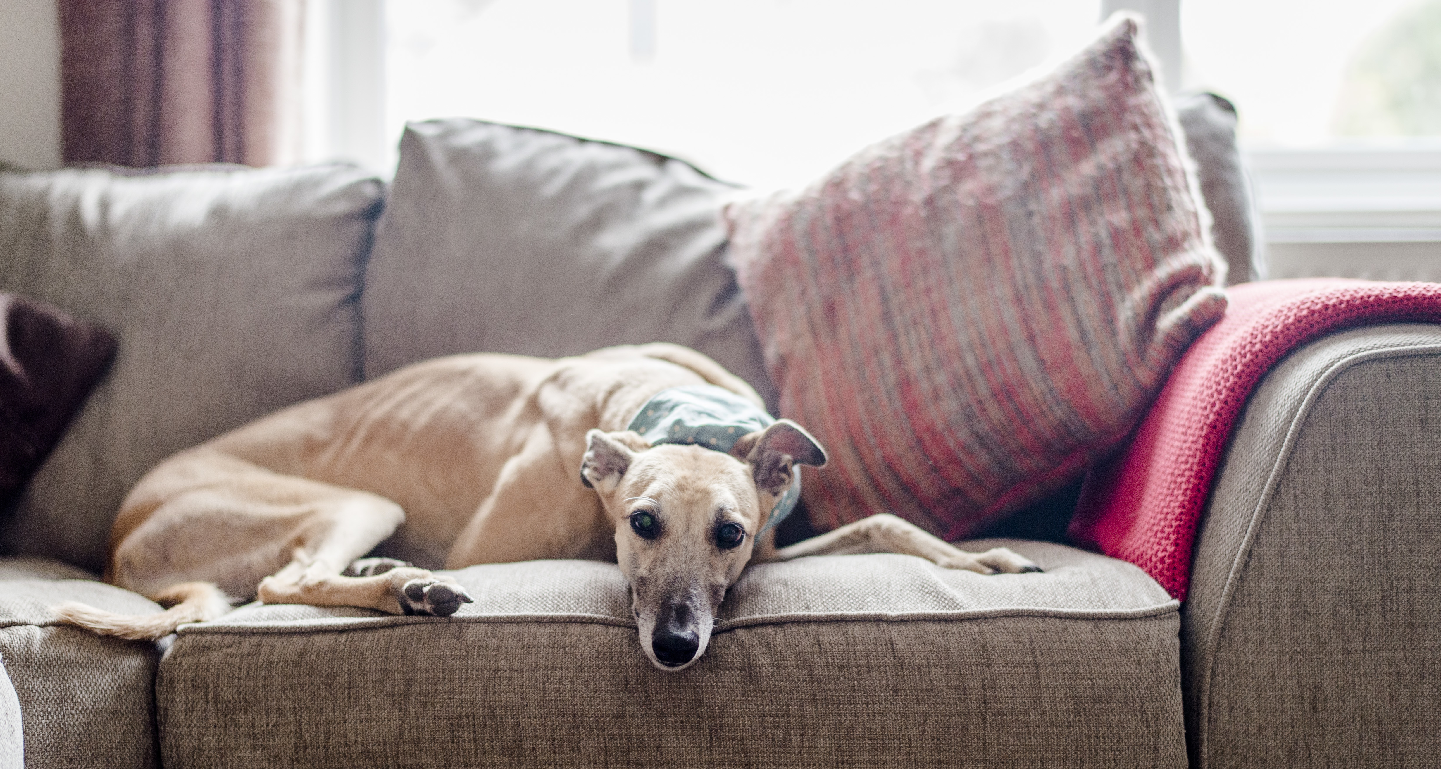 Why Greyhounds Lurchers Make Great Family Pets Blue Cross