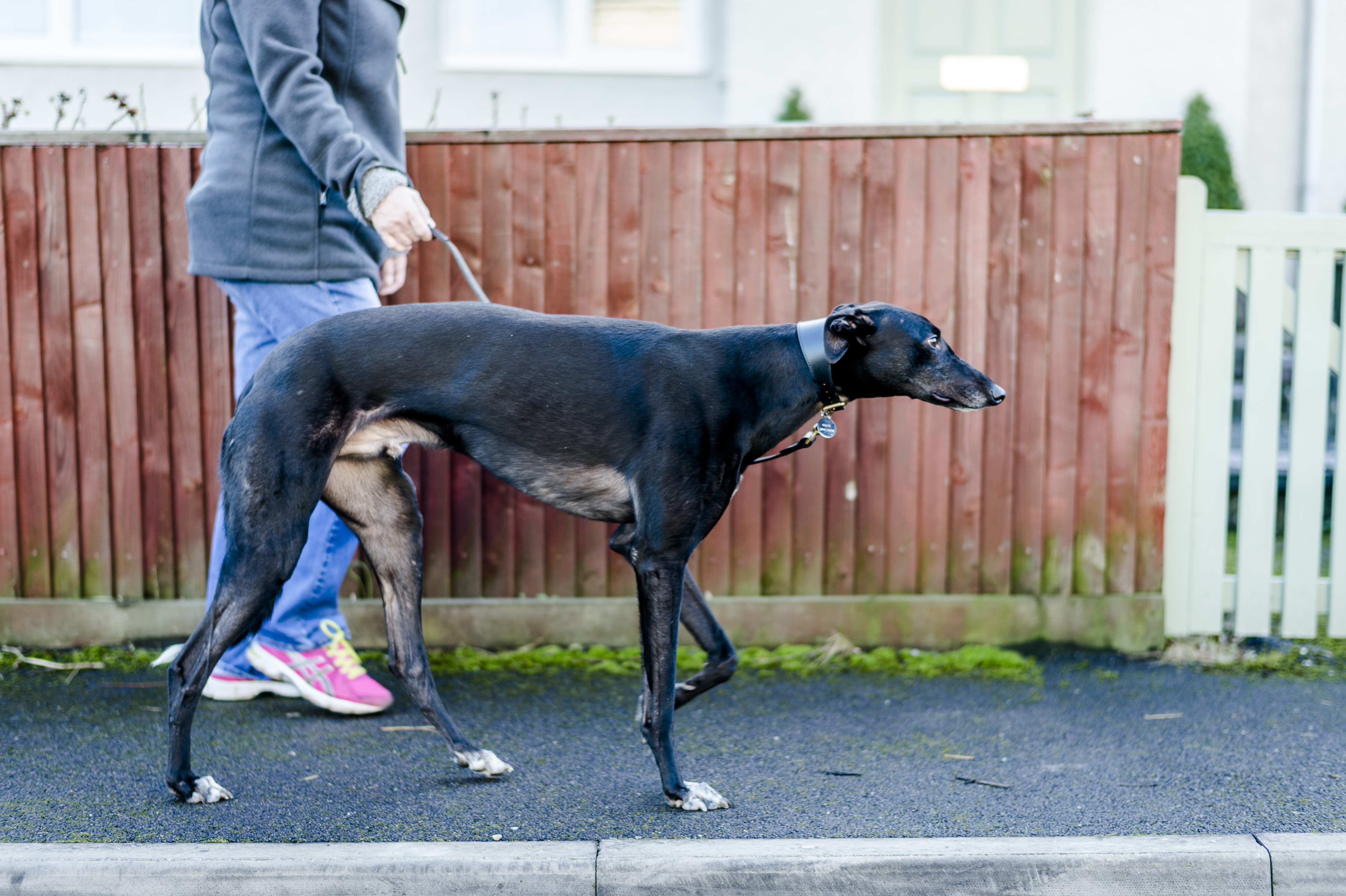 greyhound walking on a lead