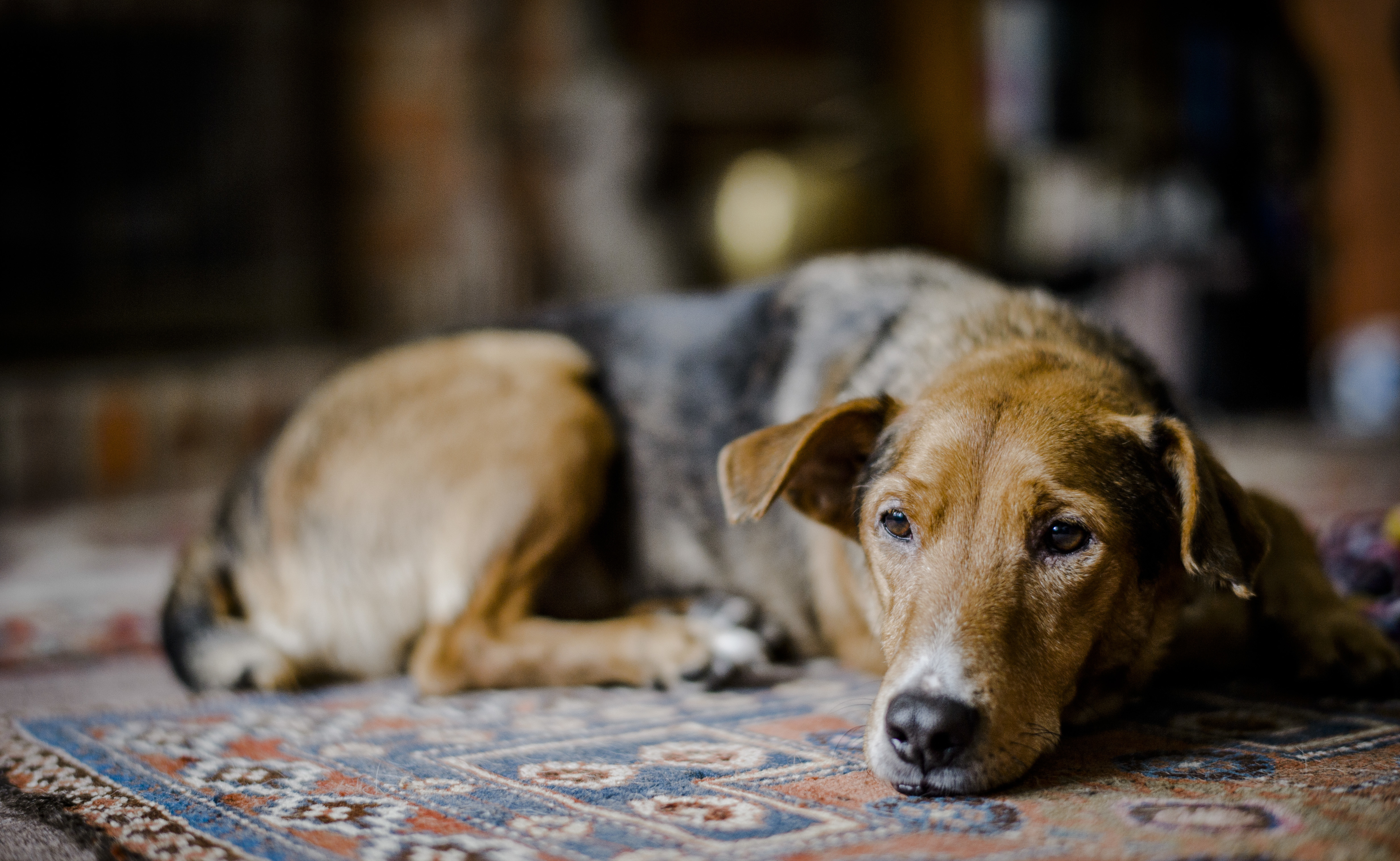 a dog lies with his head resting on the carpet