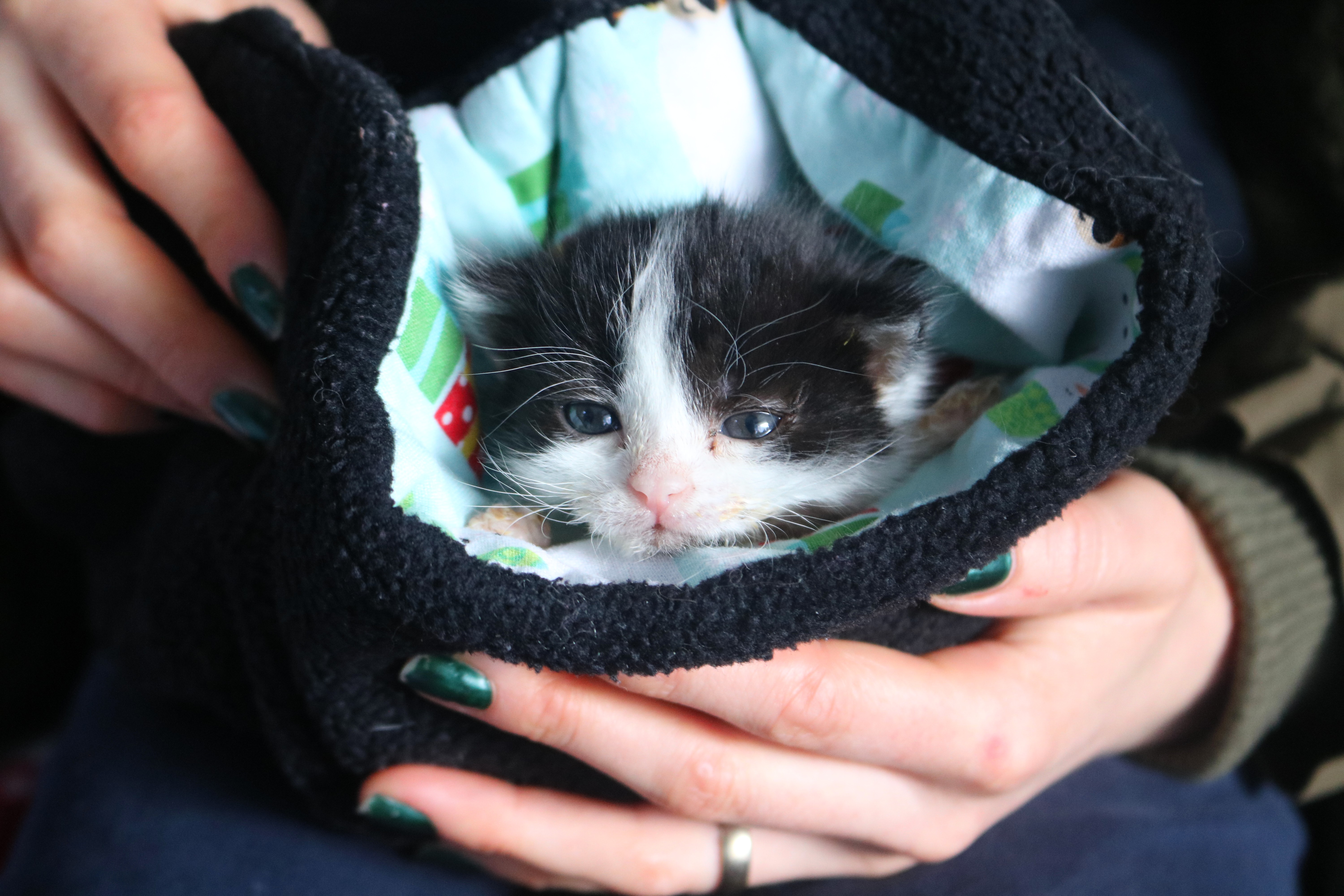 A black and white kitten being kept warm