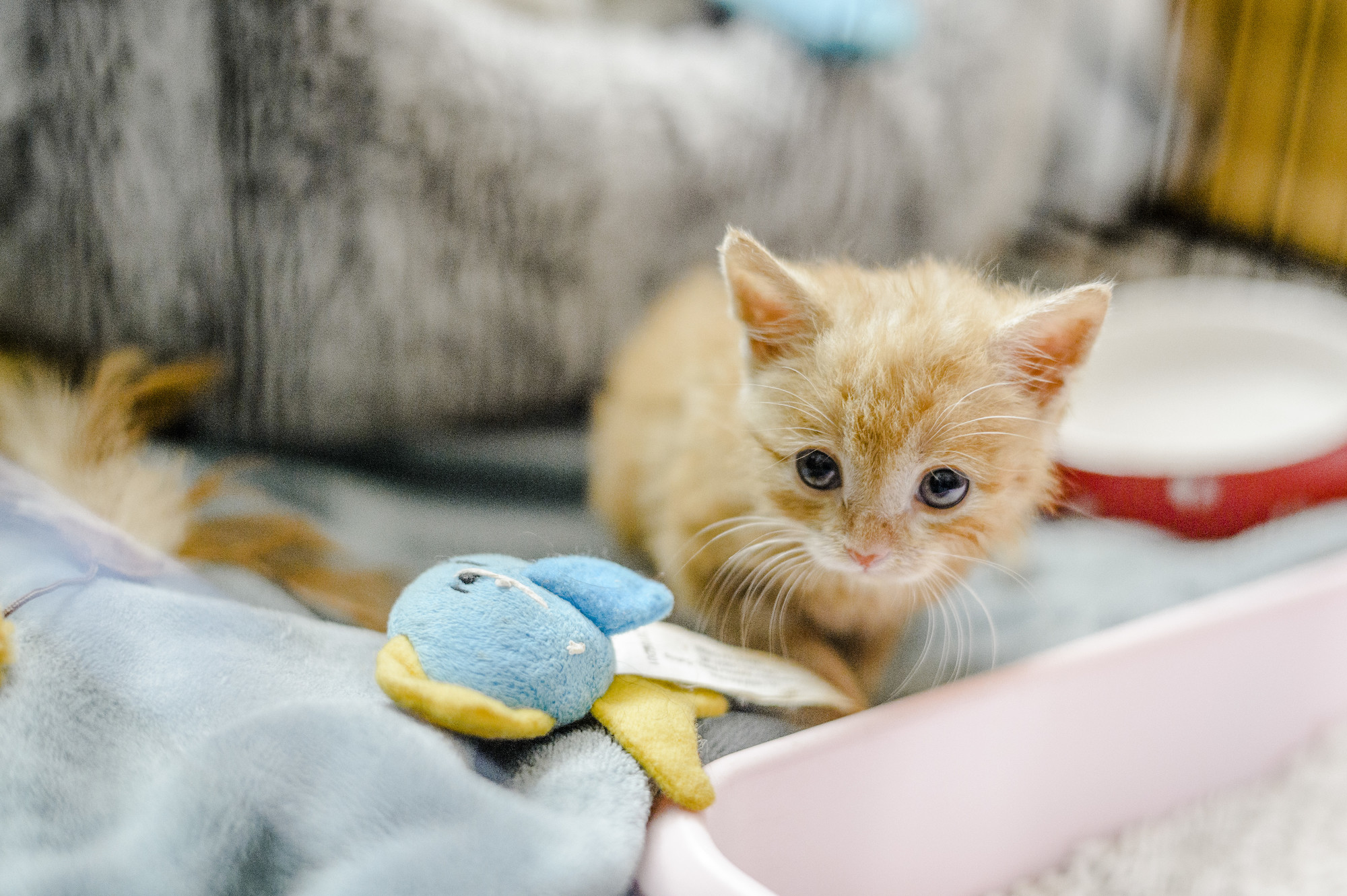 Top Girl Cat Names Female Cat Names Blue Cross