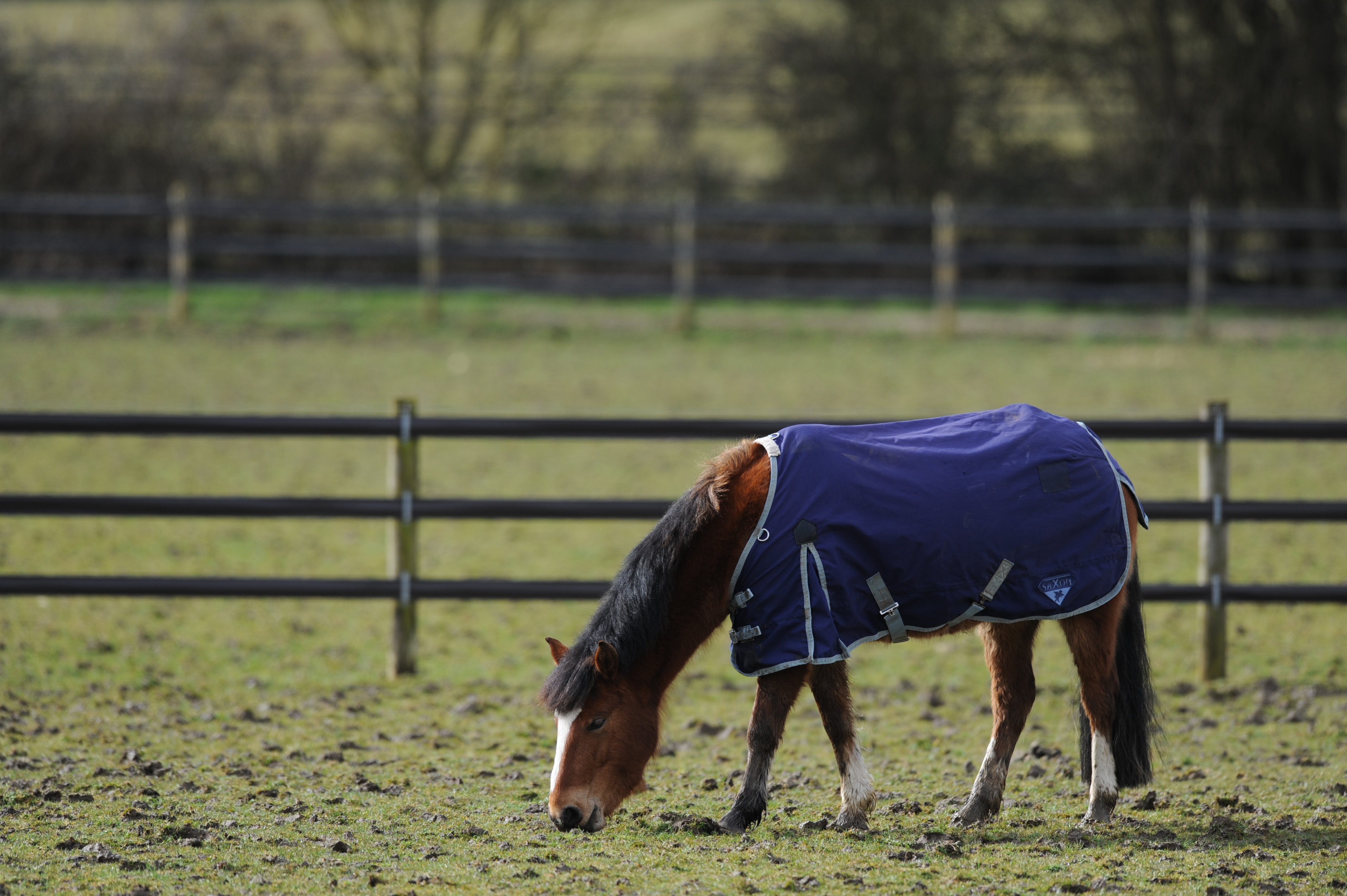 Horse wearing a rug