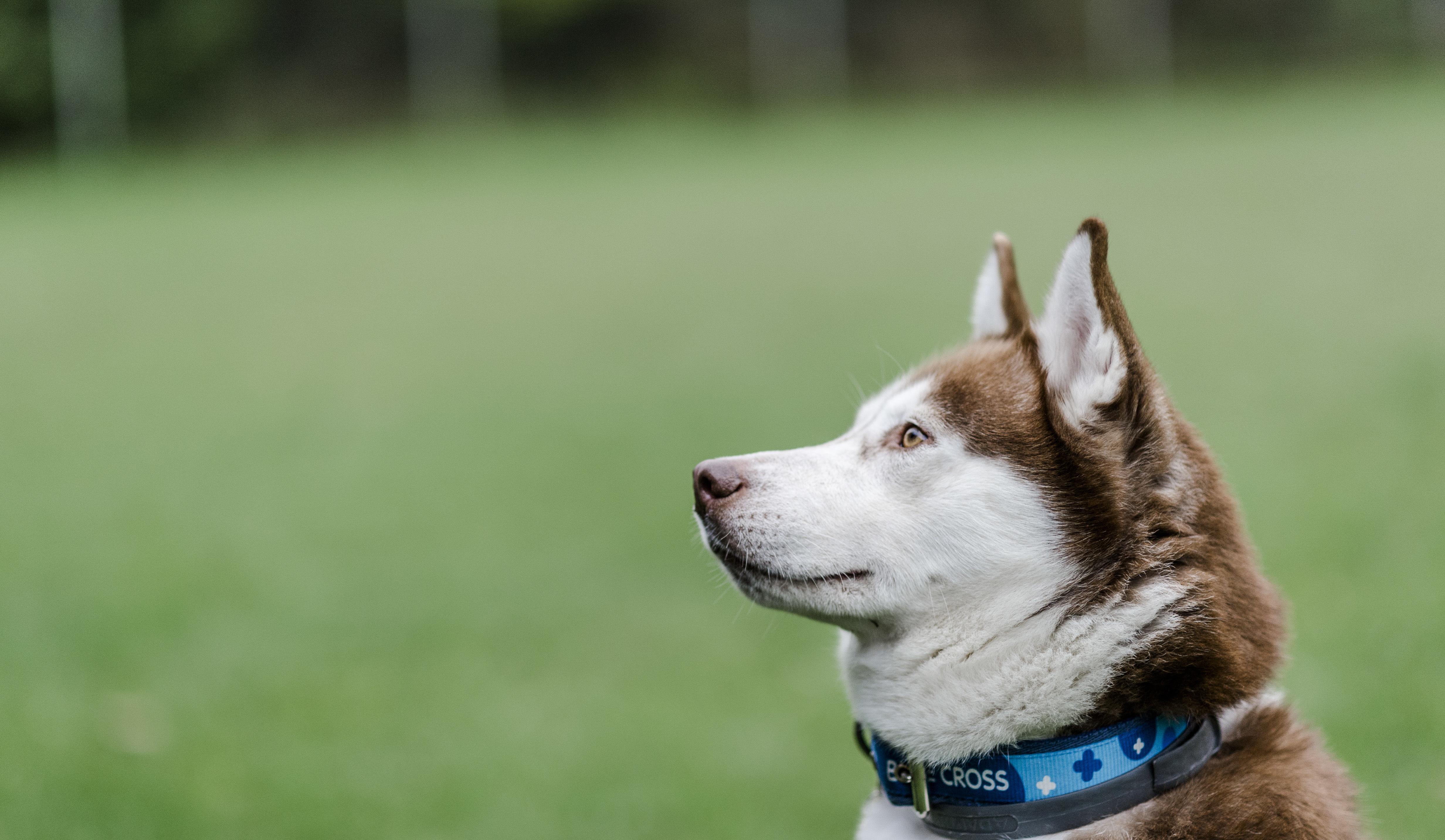 Read This Before Getting A Husky Blue Cross