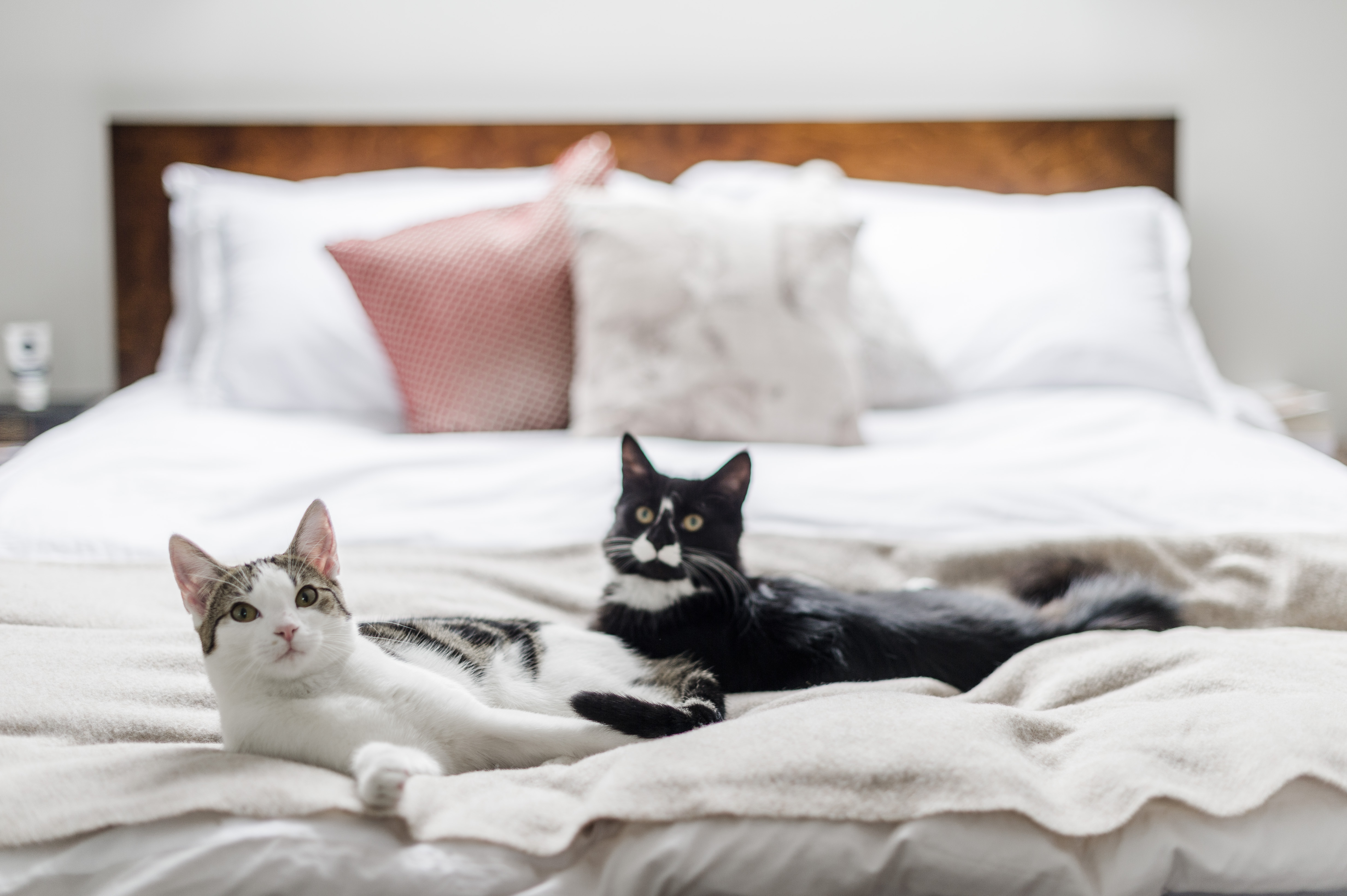 Cats Flo and Ivy snuggle up on a cosy bed in their new home