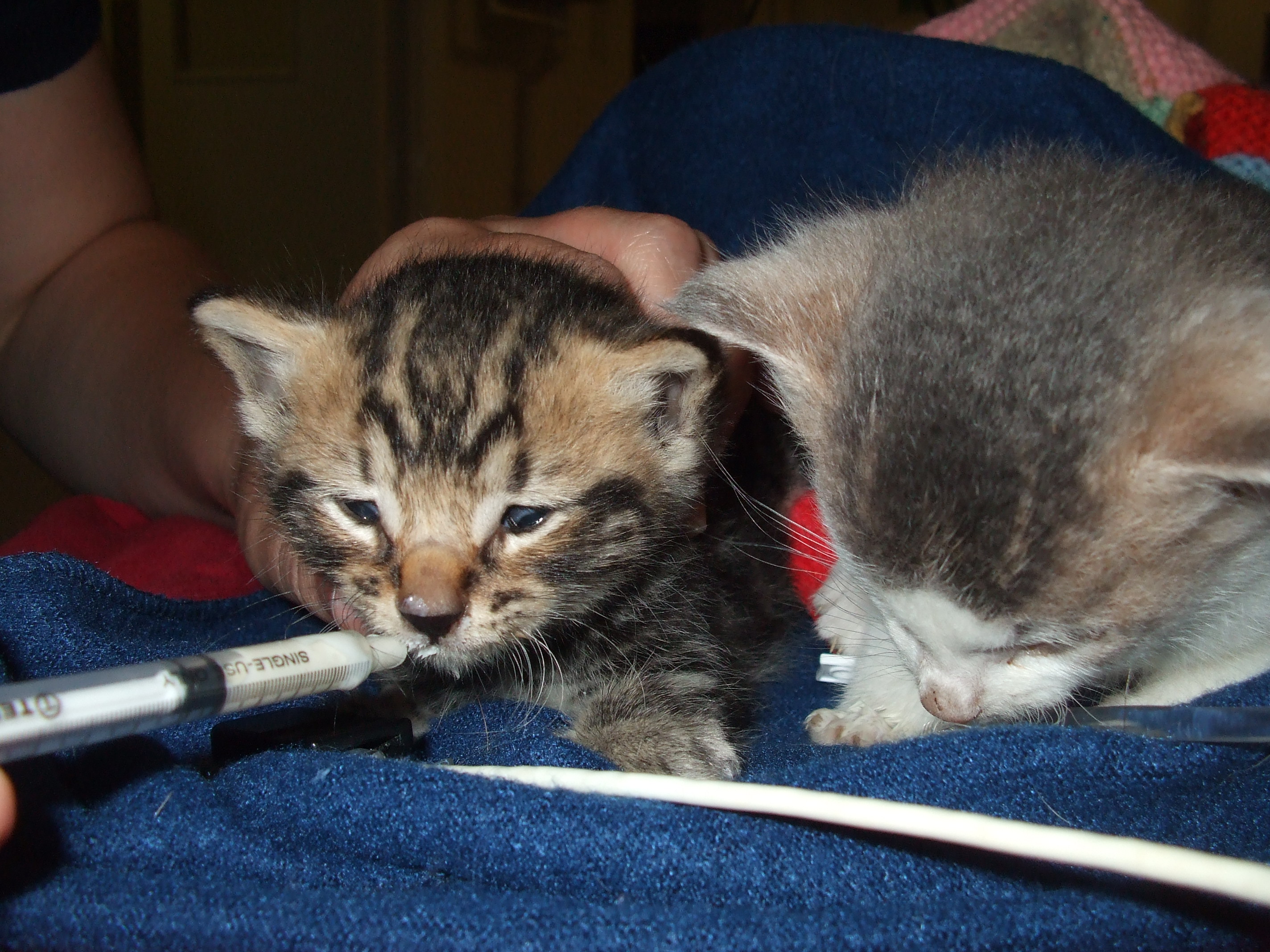 Photo of kitten Tabby being hand fed through a syringe by our veterinary nurses