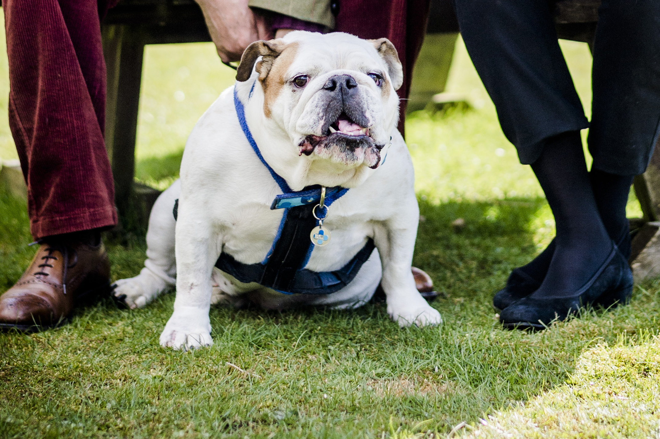 Lexi the bulldog