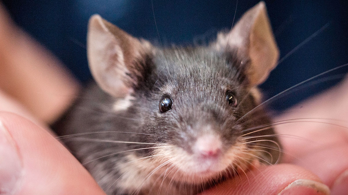 keeping wild mice as pets