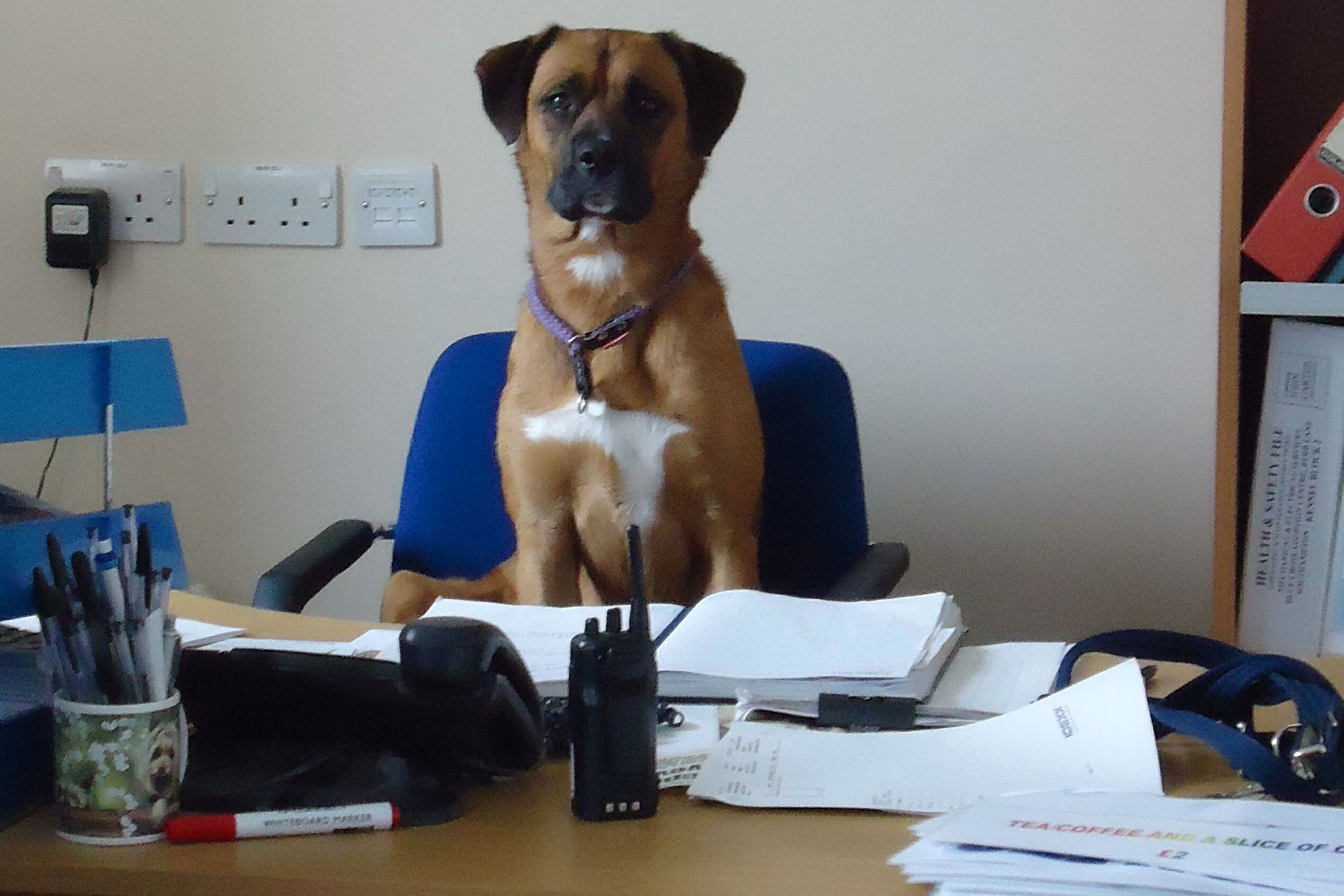 bringing your dog to work blue cross office pet