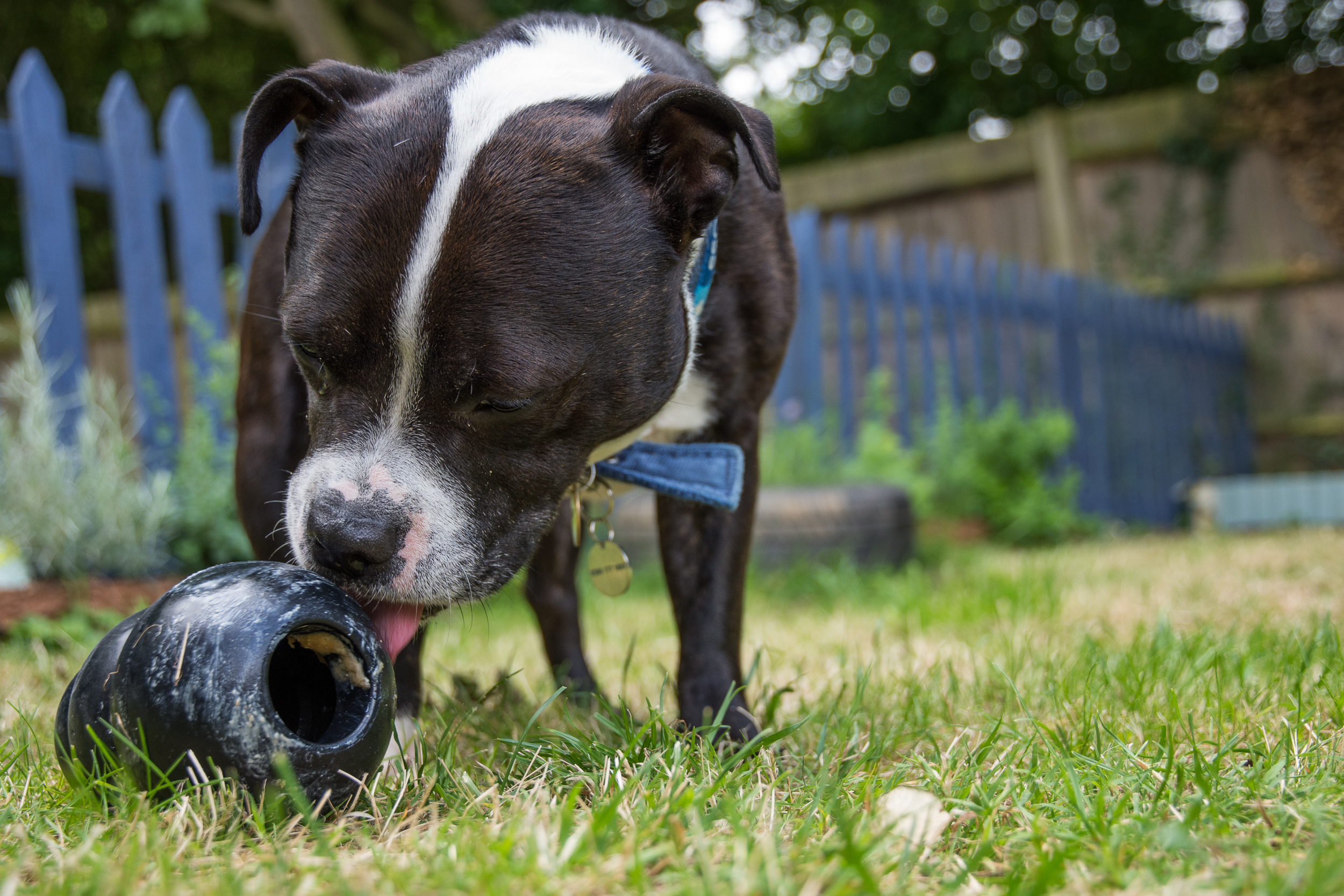 A staffie enjoys licking peanut butter off a Kong