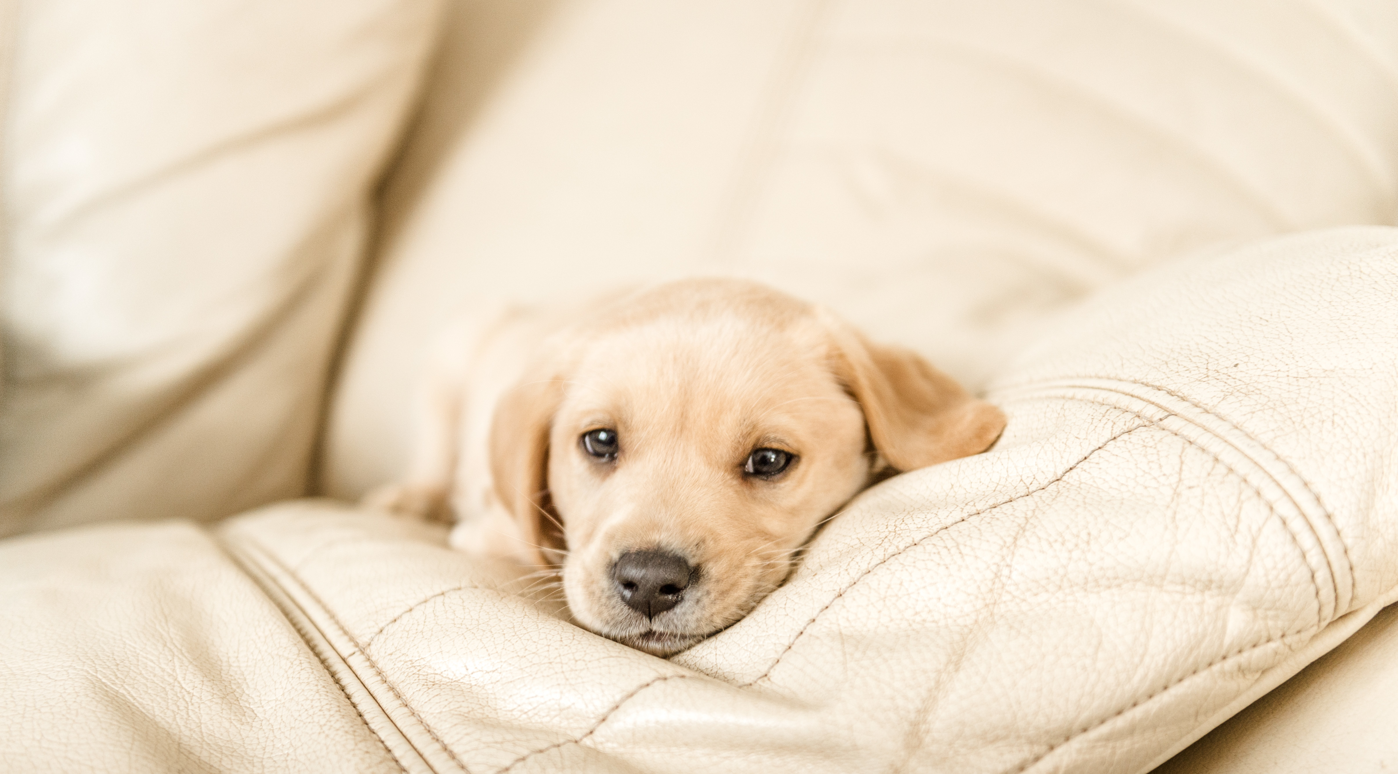 a yellow labrador puppy lies his head on the sofa