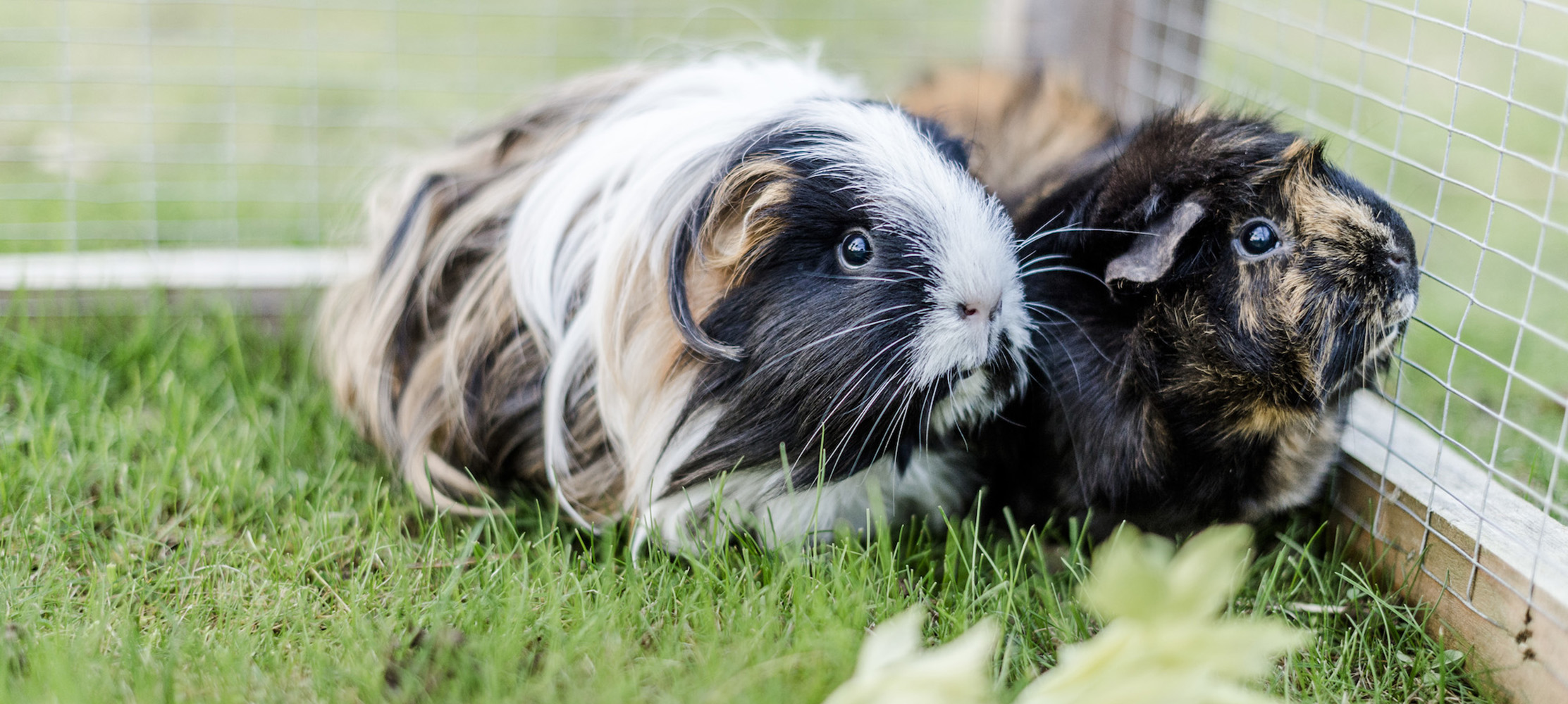 Two guinea pigs in their outdoor run