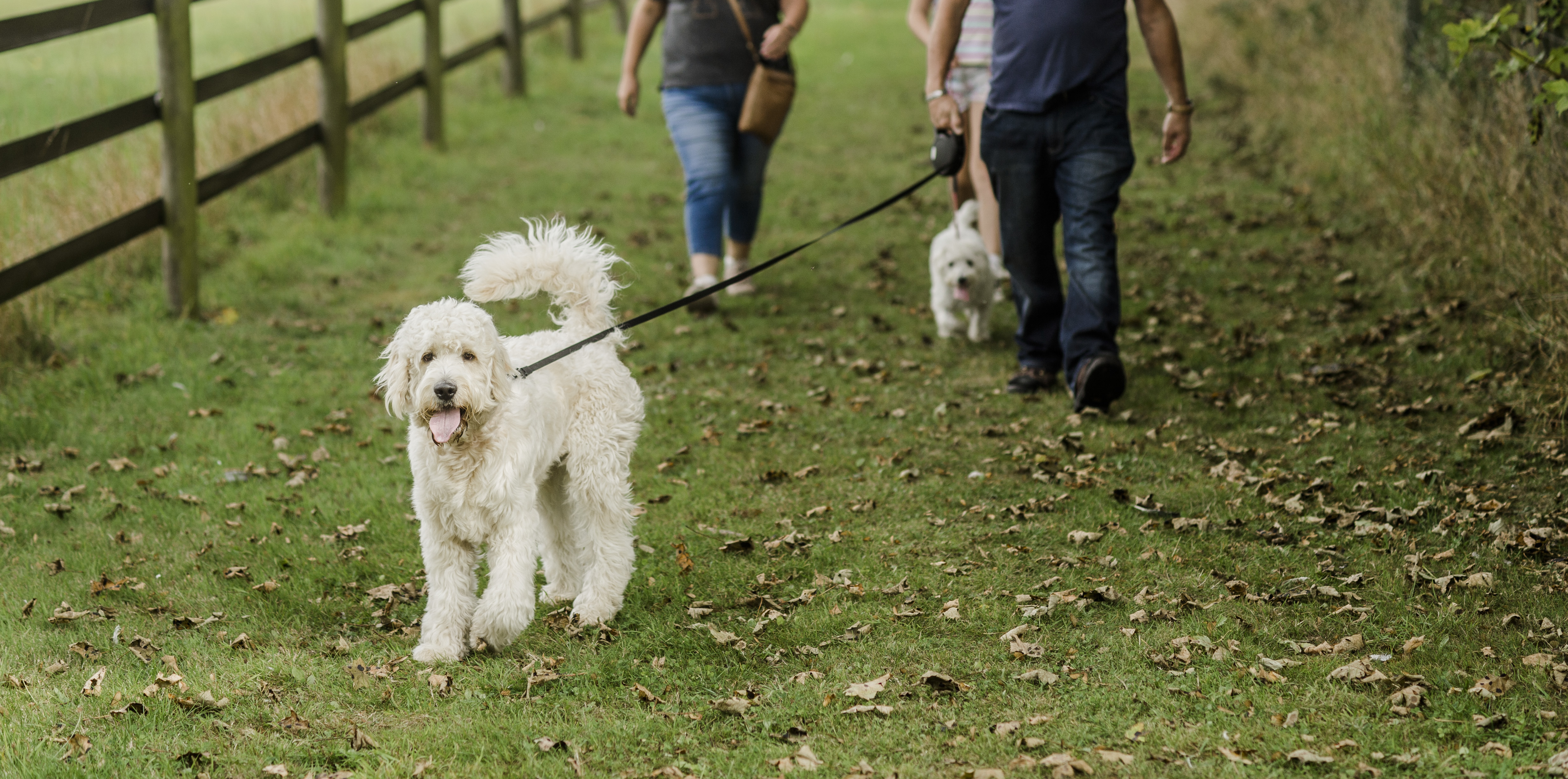 top image - pulling on a lead