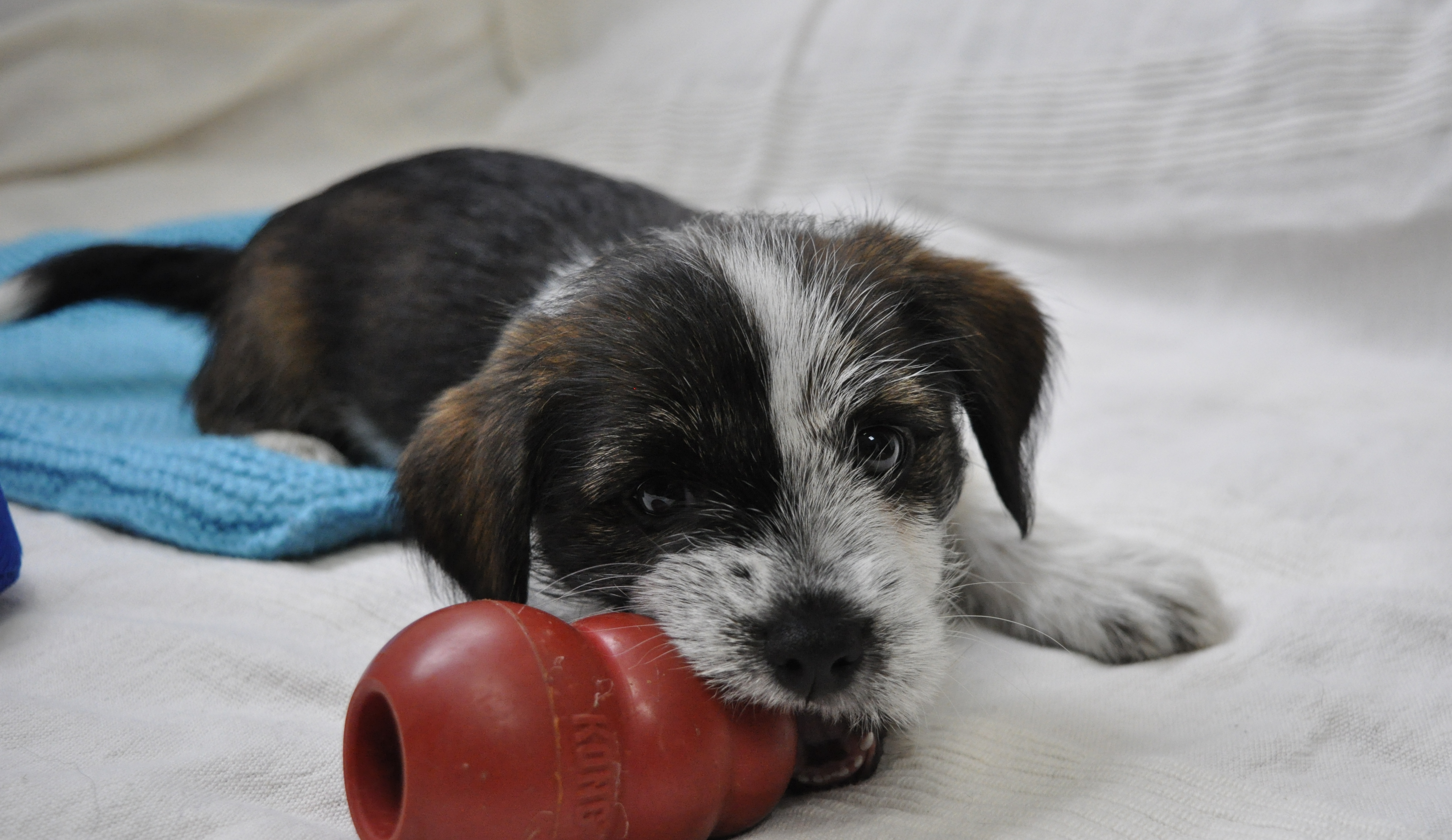 Puppy Max chews a kong toy