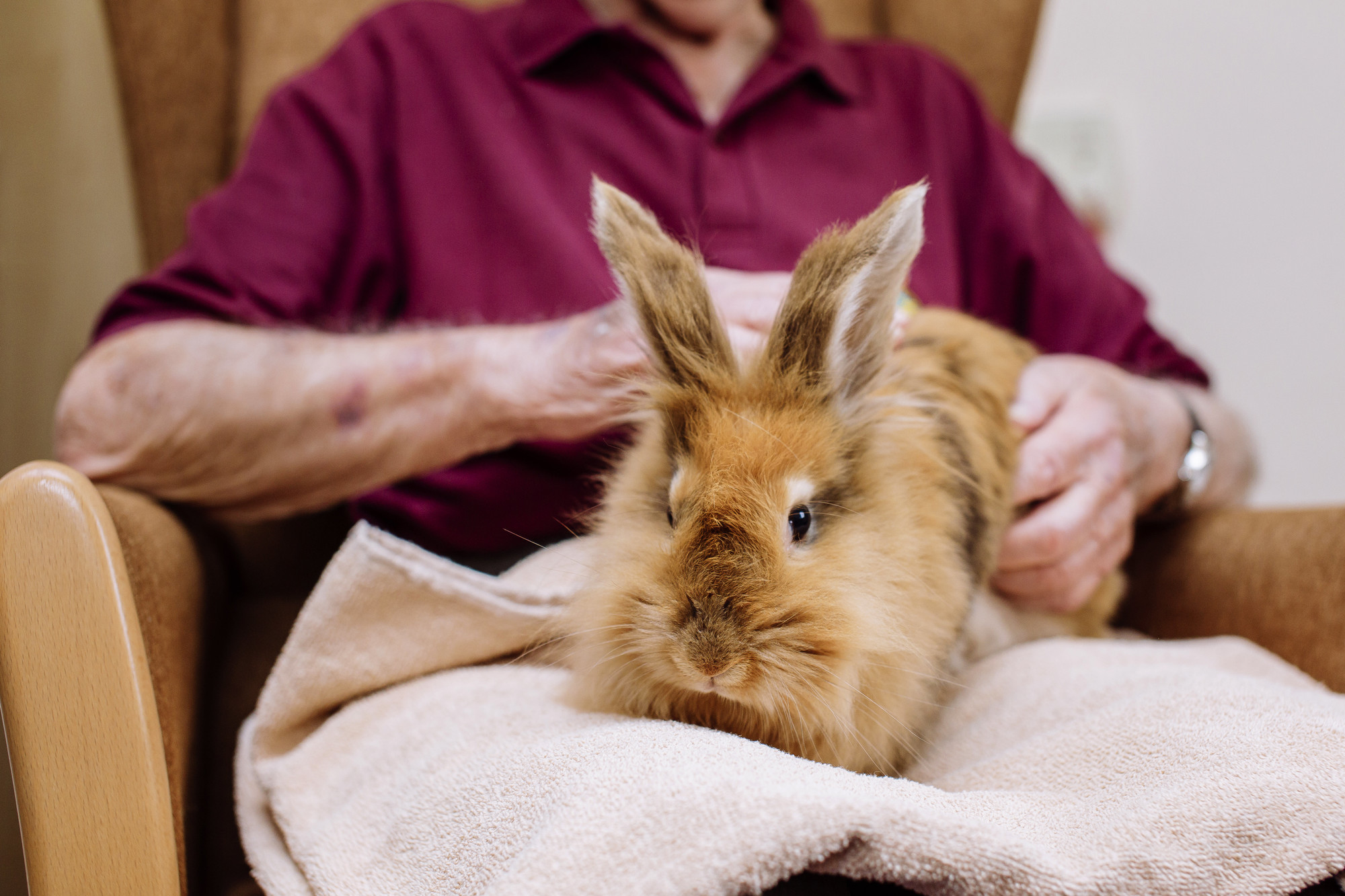 rabbit for benefits of pets