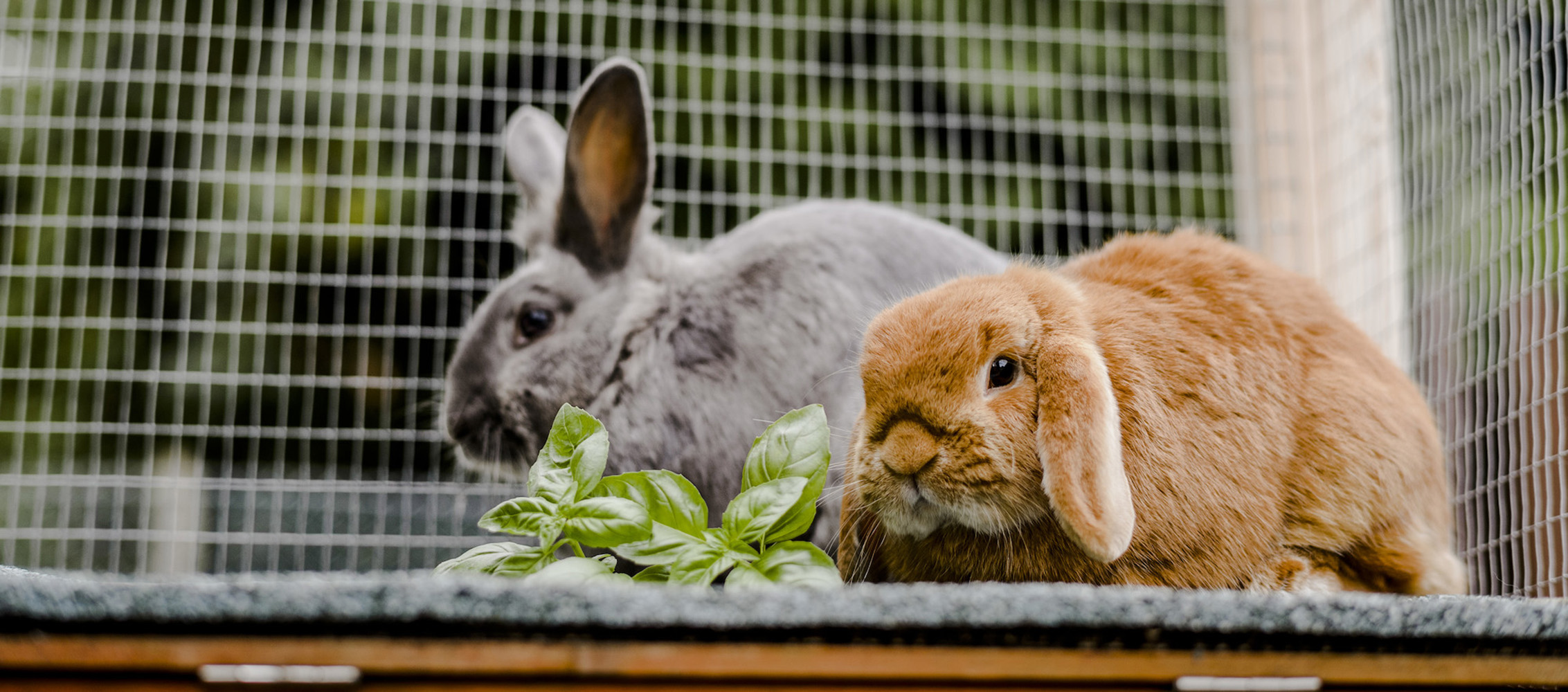 Two rabbits in a hutch