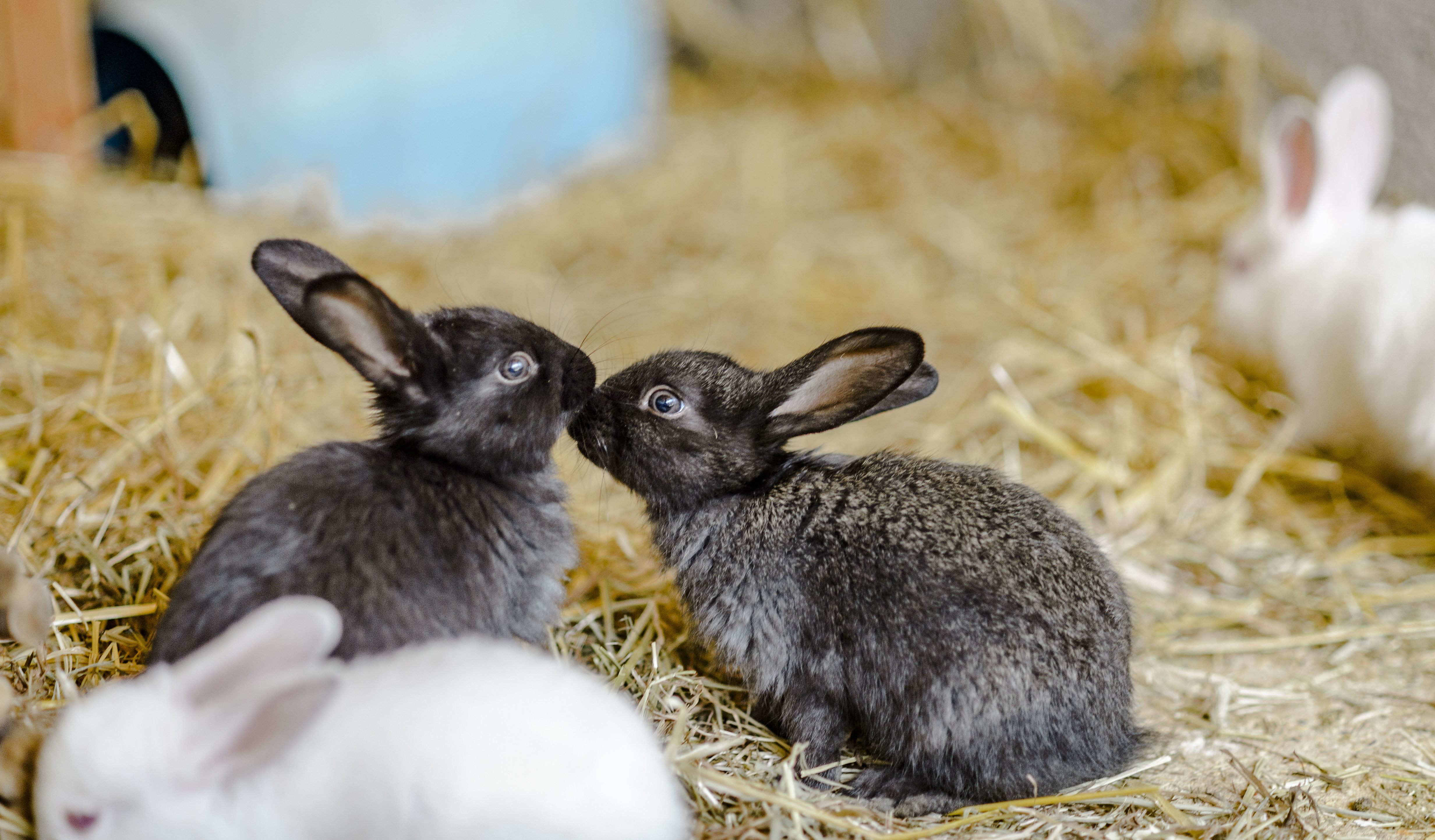Facts about rabbits you probably didn't know! | Blue Cross