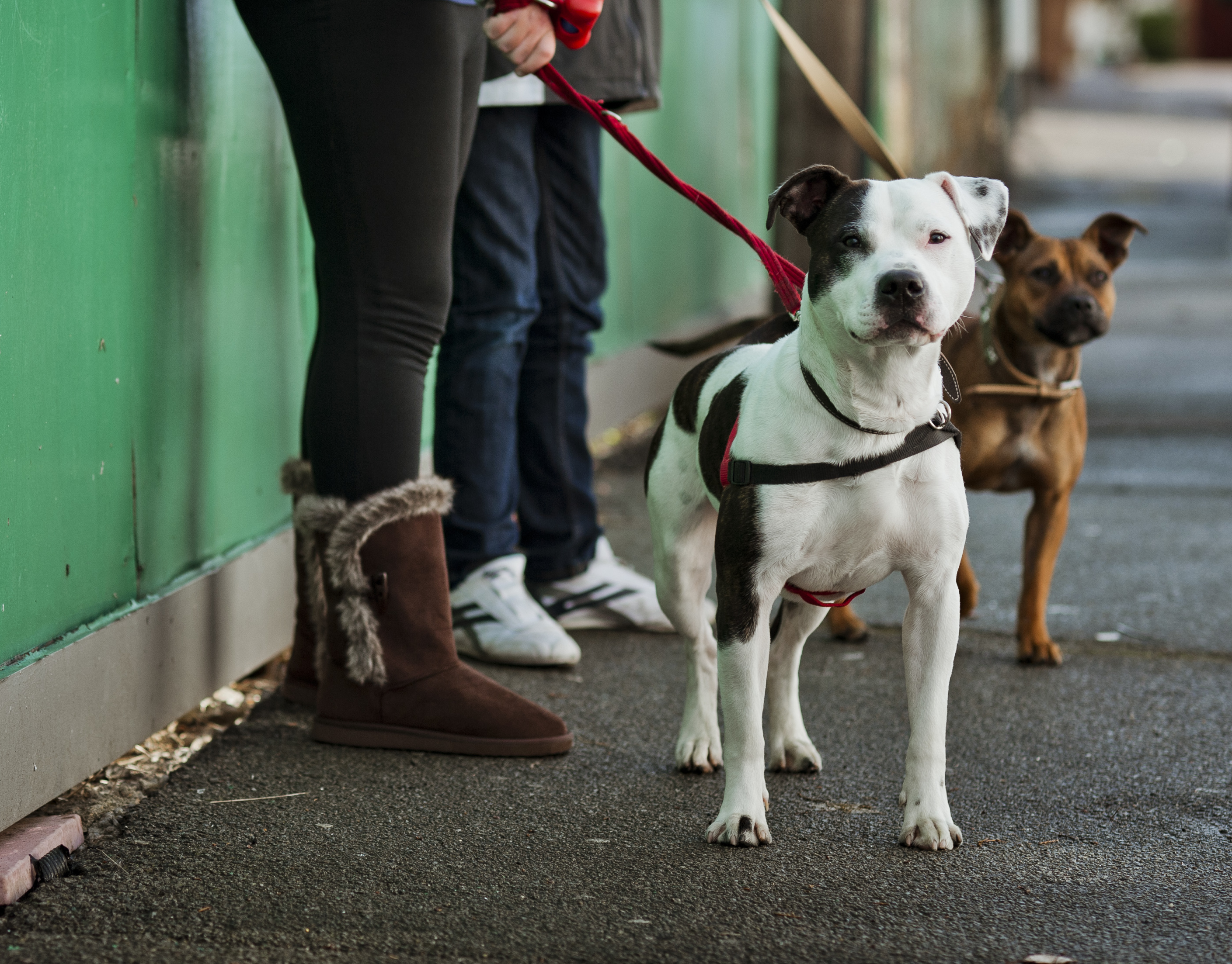 RespectaBULL staffies