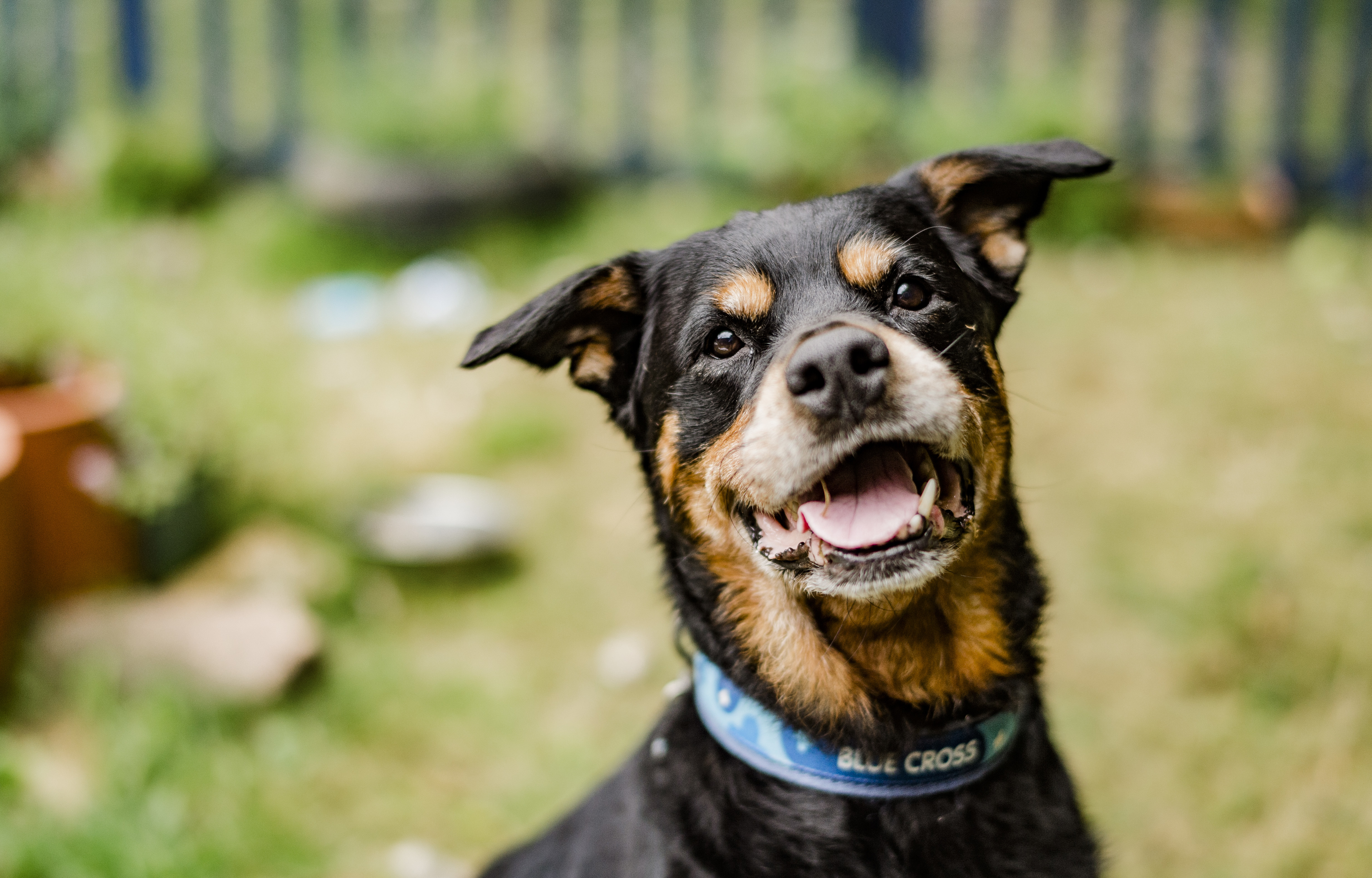 Ringworm in dogs | Treatment and Diagnosis | Blue Cross