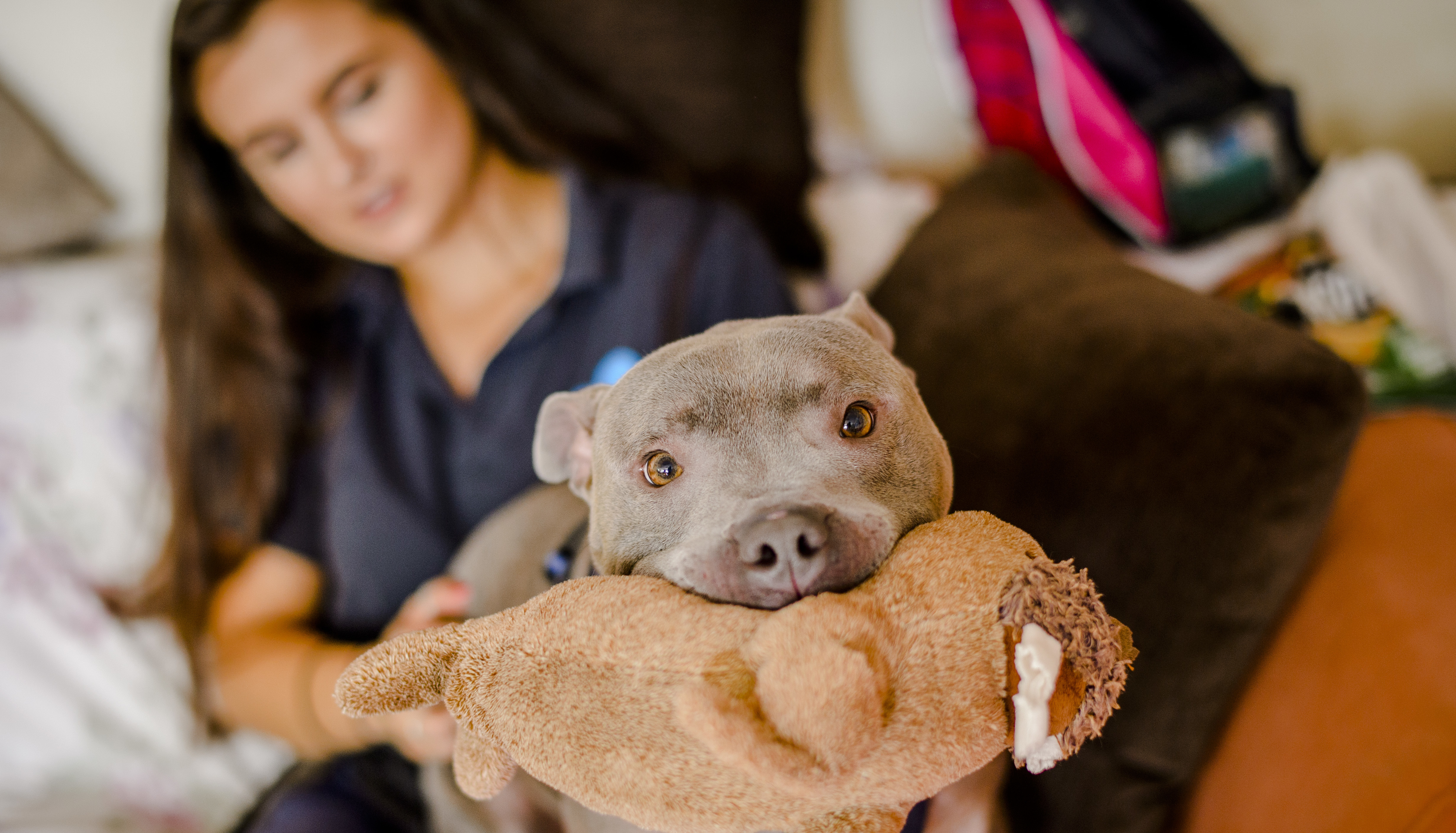Salty the staffie has a cuddly toy in his chops