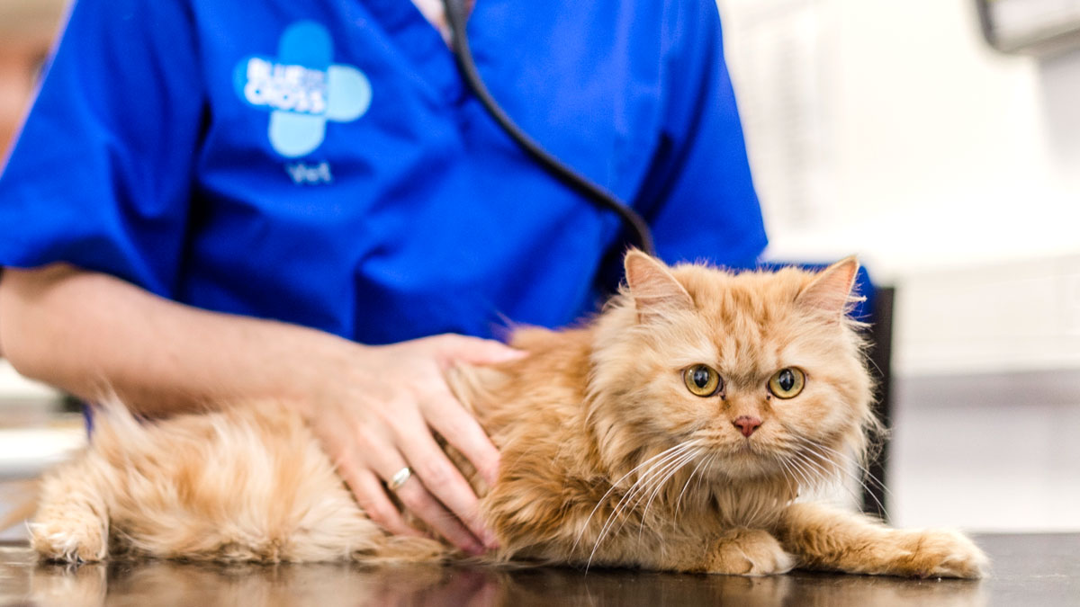Veterinary surgeon Caroline Watt with cat Missy at Merton animal hospital