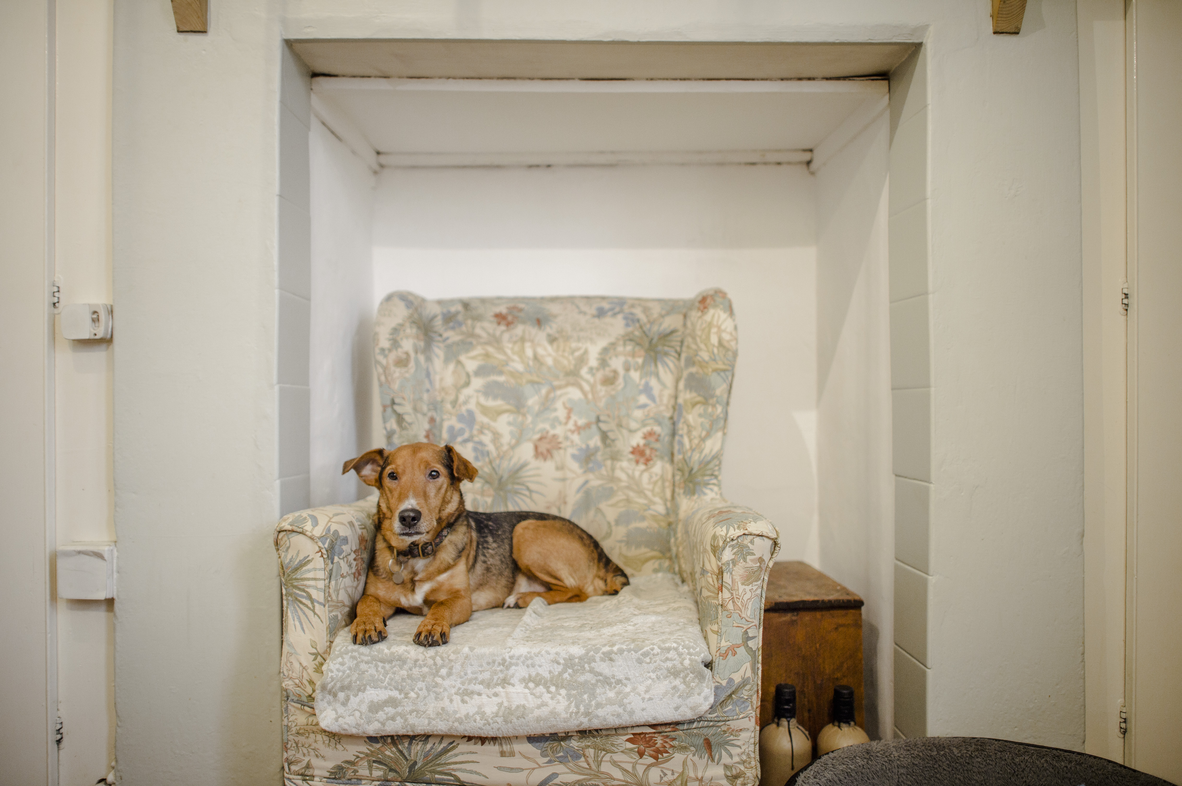 dog on chair