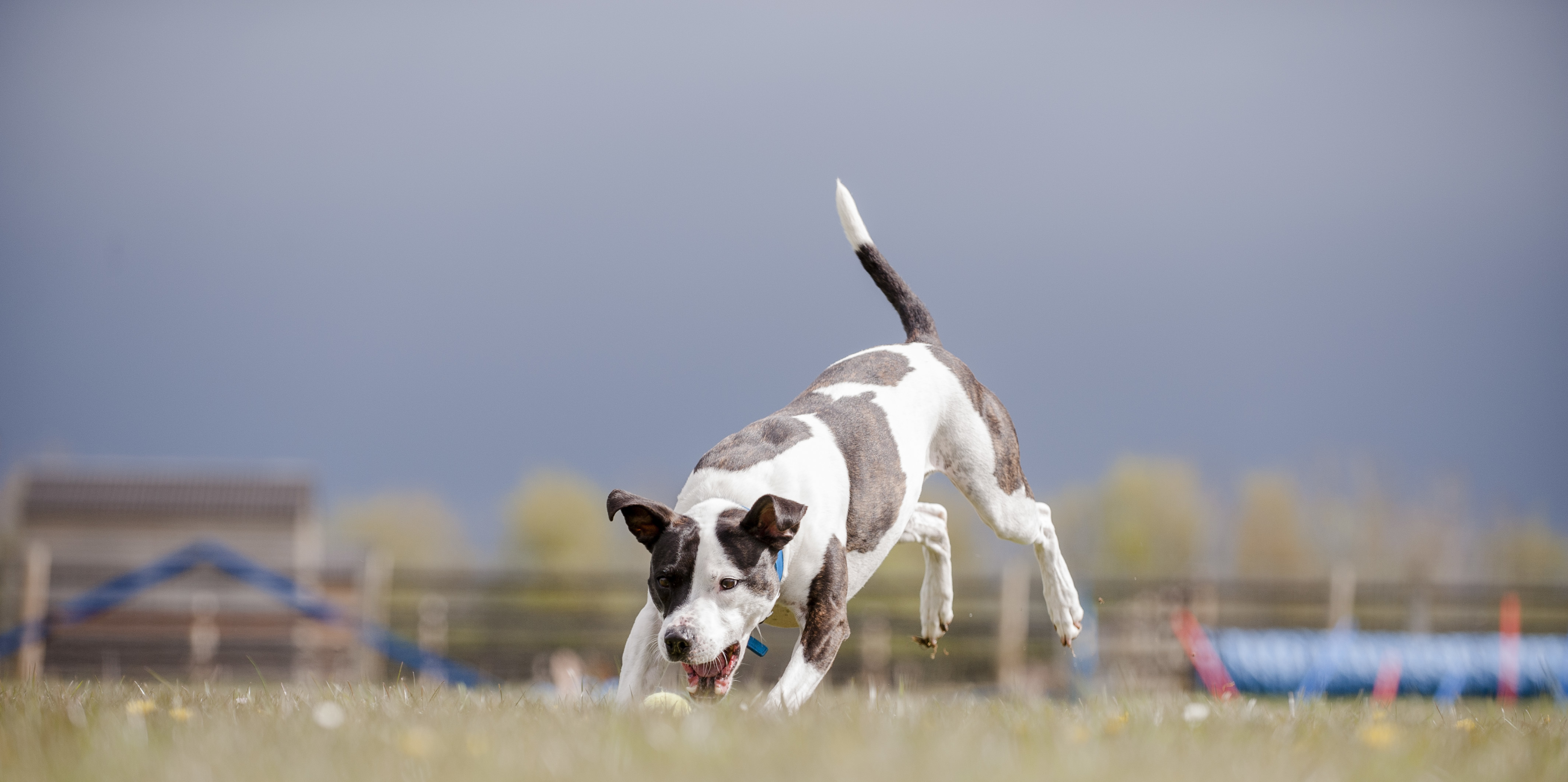A brown and white staffie enjoys playing