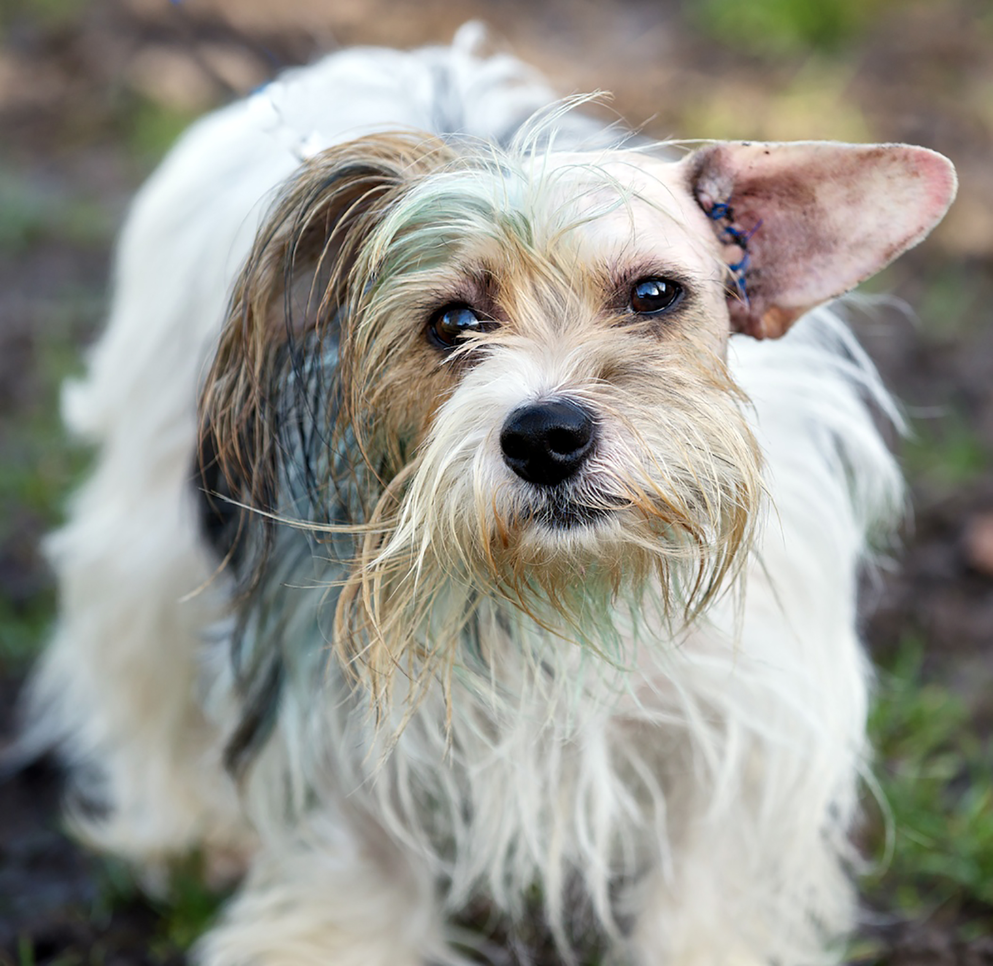 Tinkerbell before