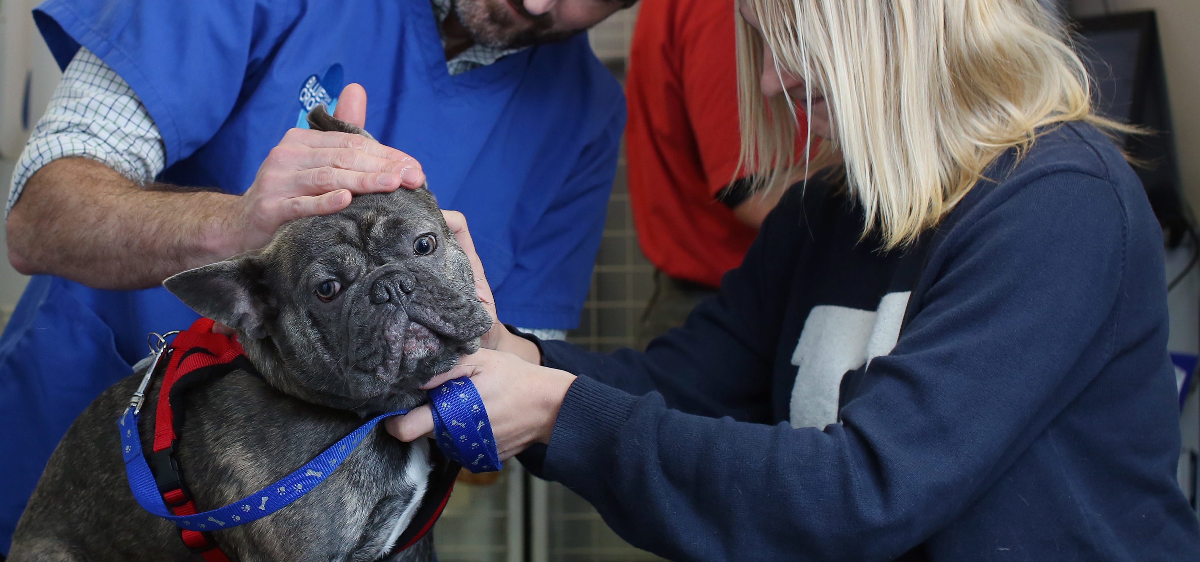 a French bulldog is examined