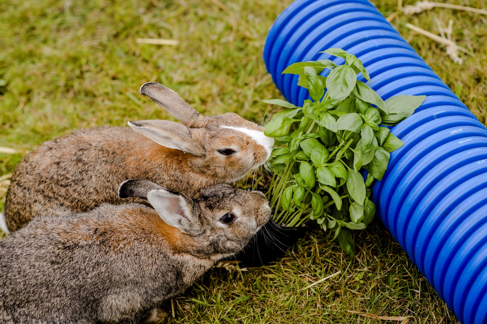 Rabbits Eat Best Rabbit Food 16% Best-in-Show Rabbit Feed