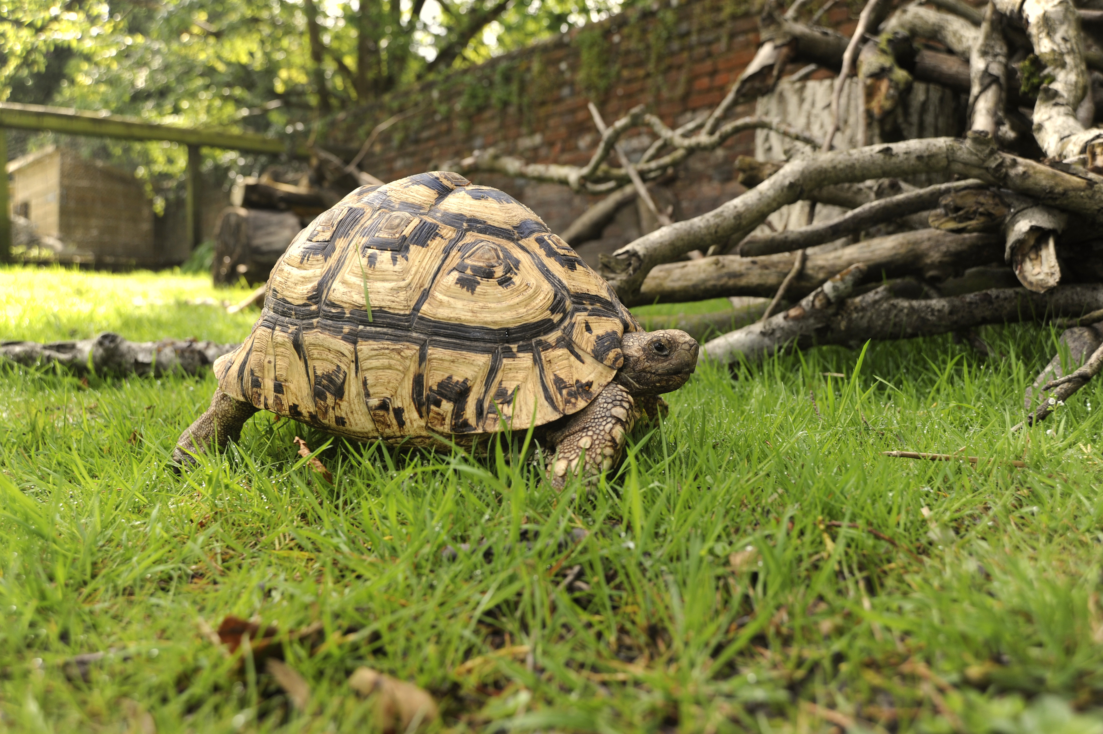 Photo of a tortoise making his way across a lawn