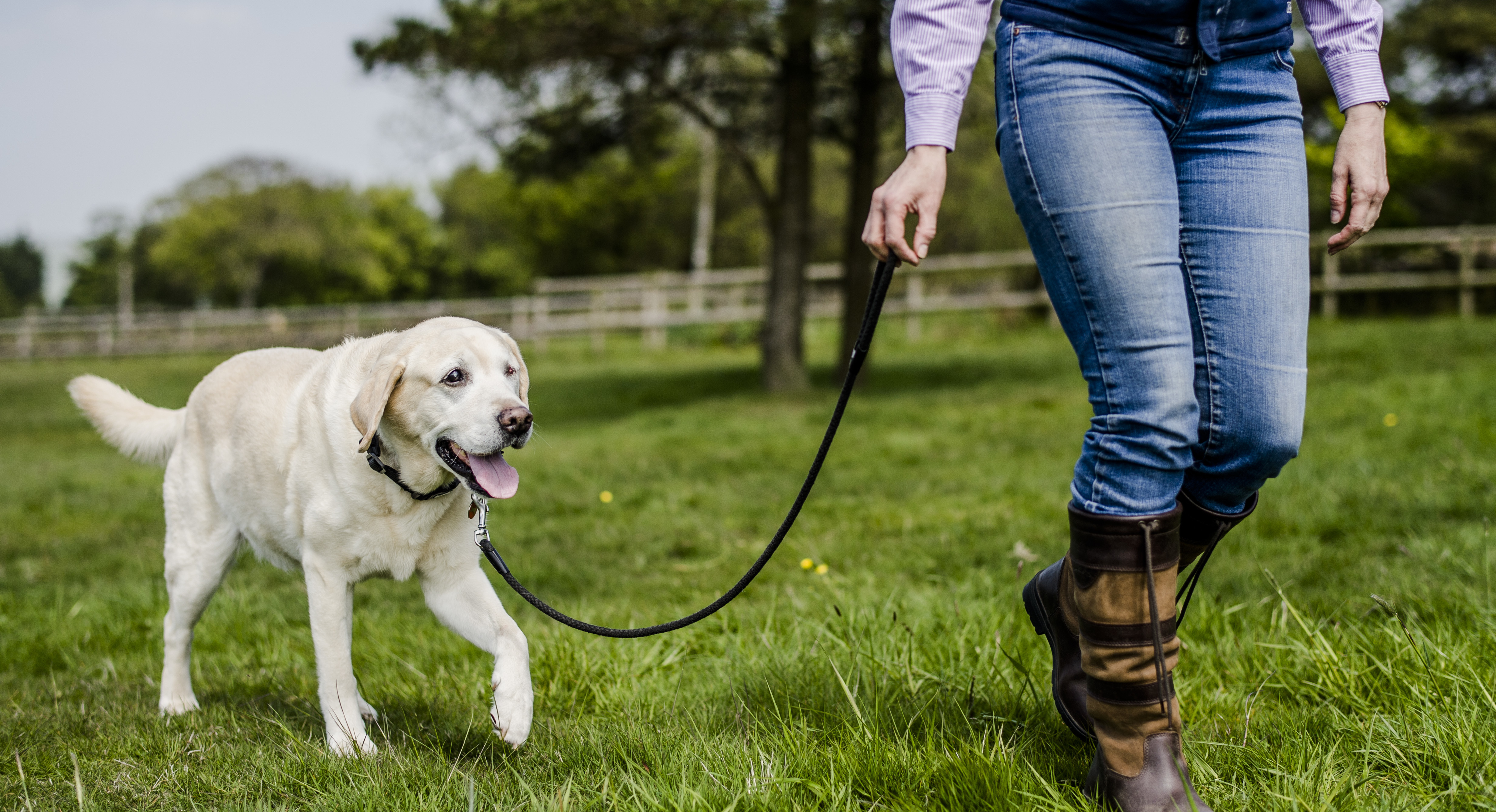 stop your dog pulling on the lead 