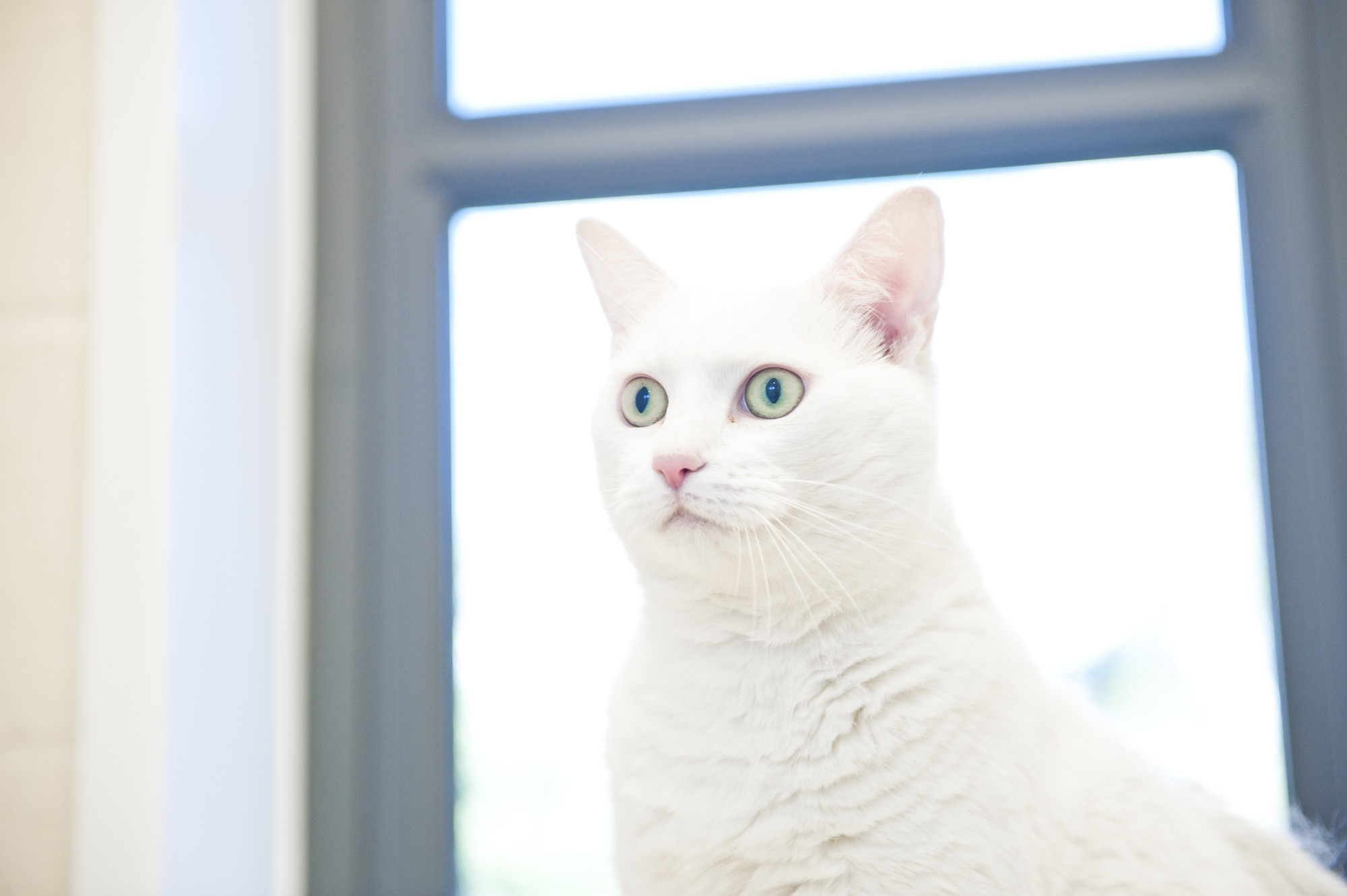 White cat by a window