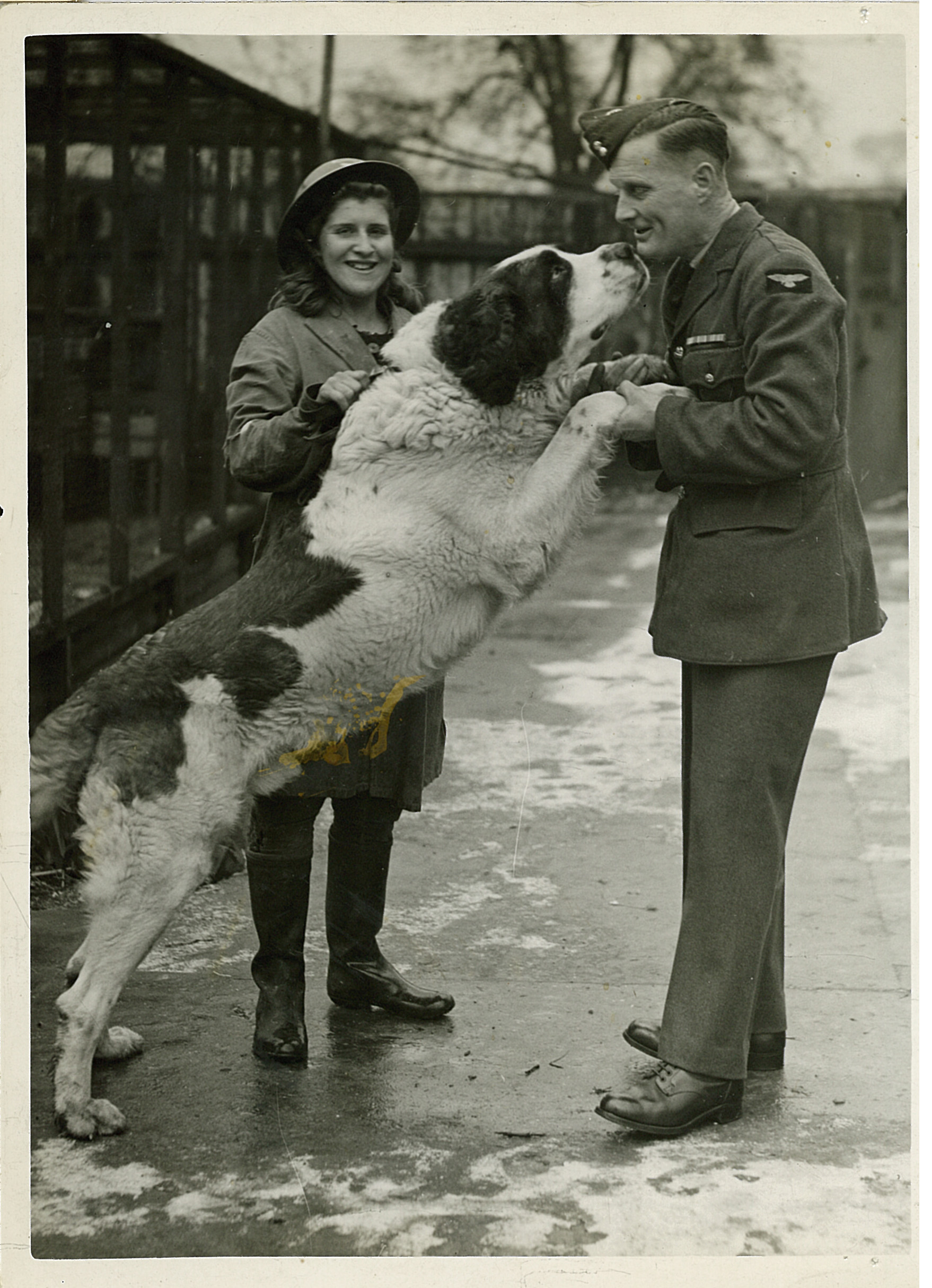 A St Bernard type dog jumps up to greet his soldier owner at Blue Cross kennels in Blackheath during the Second World War