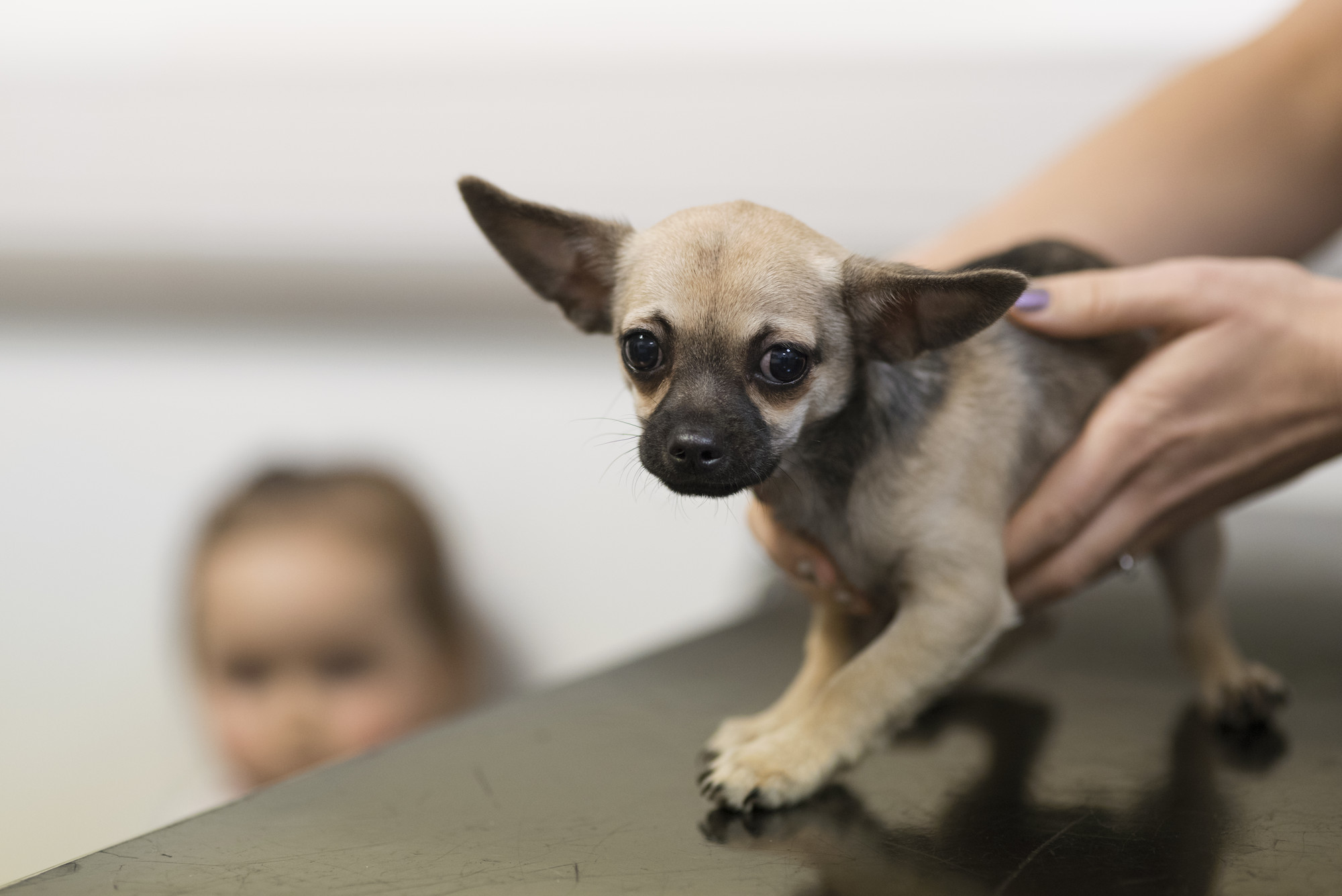 will sugar cookies harm my rat terrier