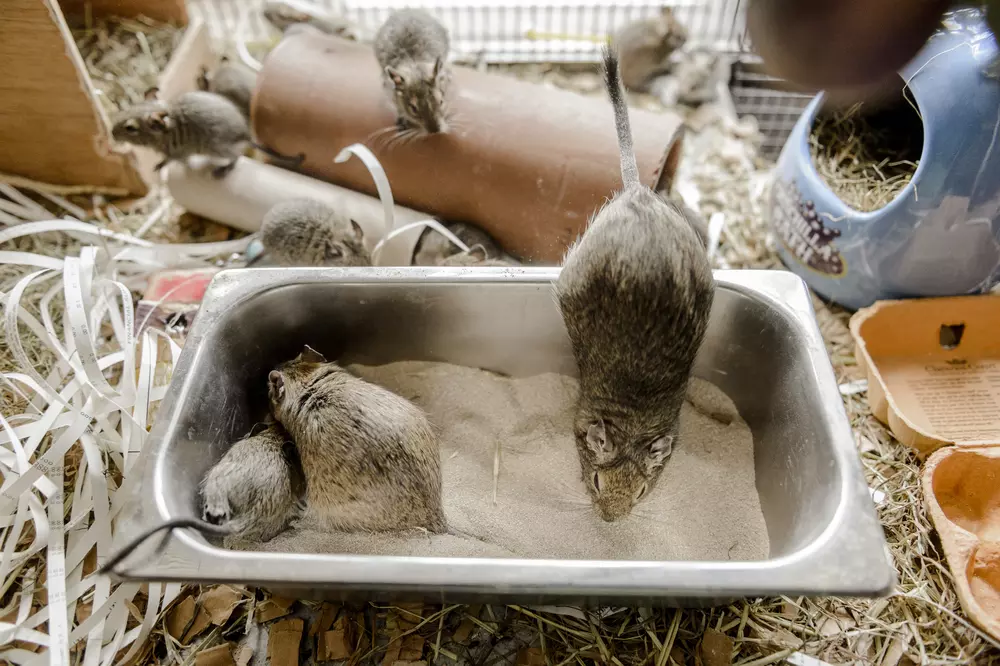 Three degus in a dust bath
