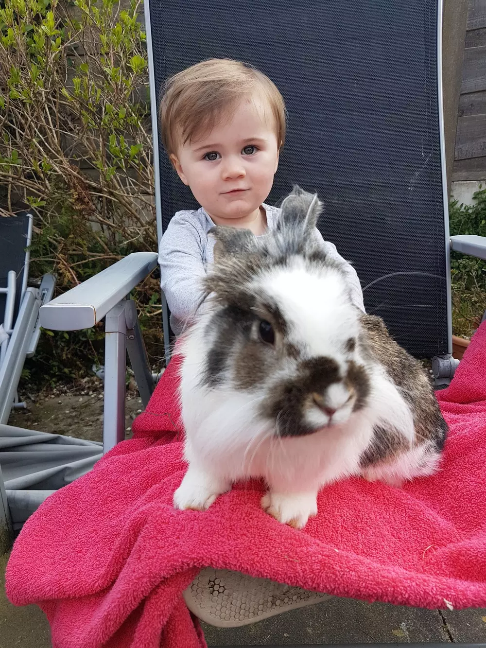Amelia with brown and white rabbit Monty on her lap