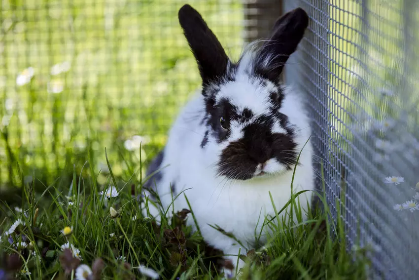 Rabbit resting in the shade of a run